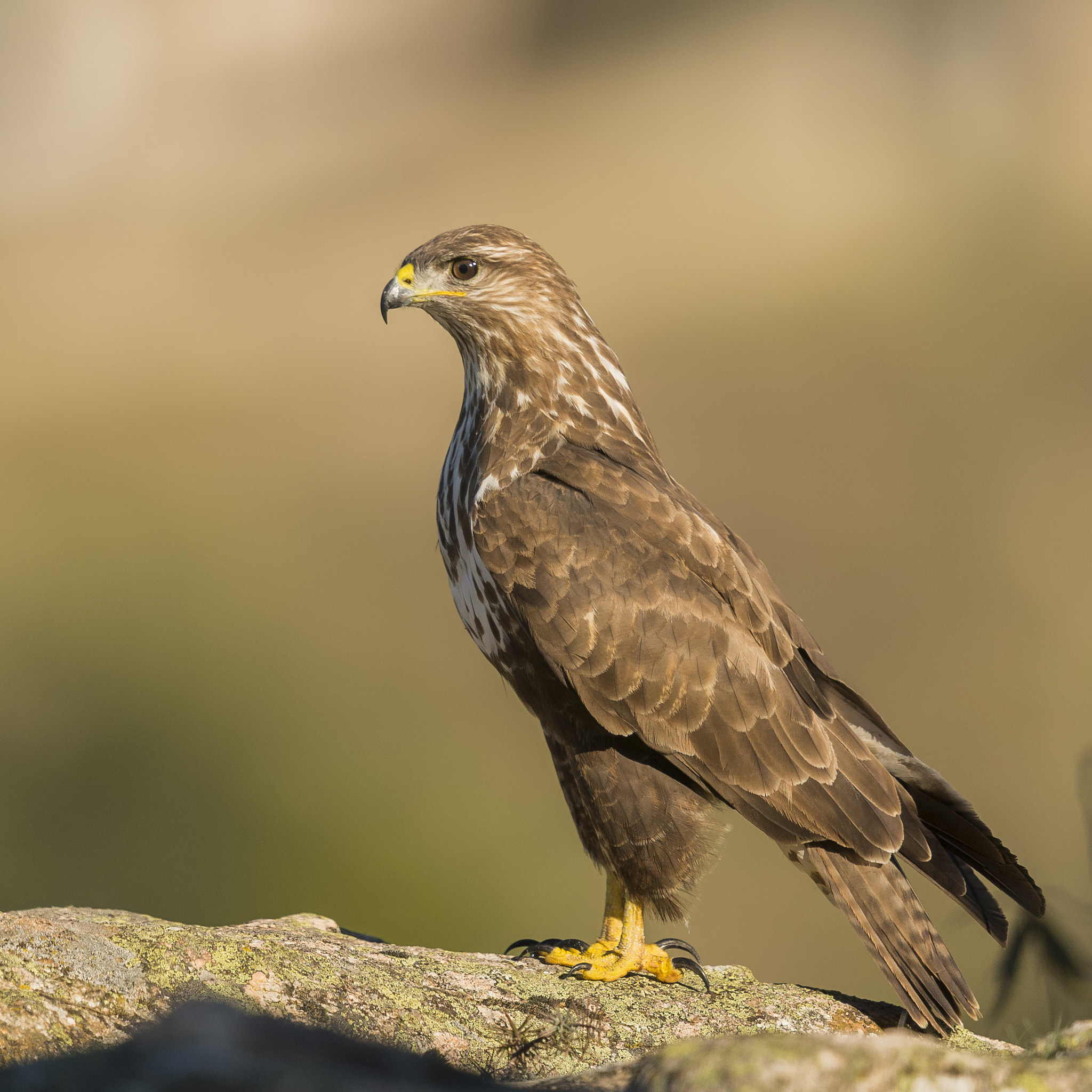 Nikon D610 + Nikon AF-S Nikkor 600mm F4G ED VR sample photo. Busardo ratonero buteo buteo photography