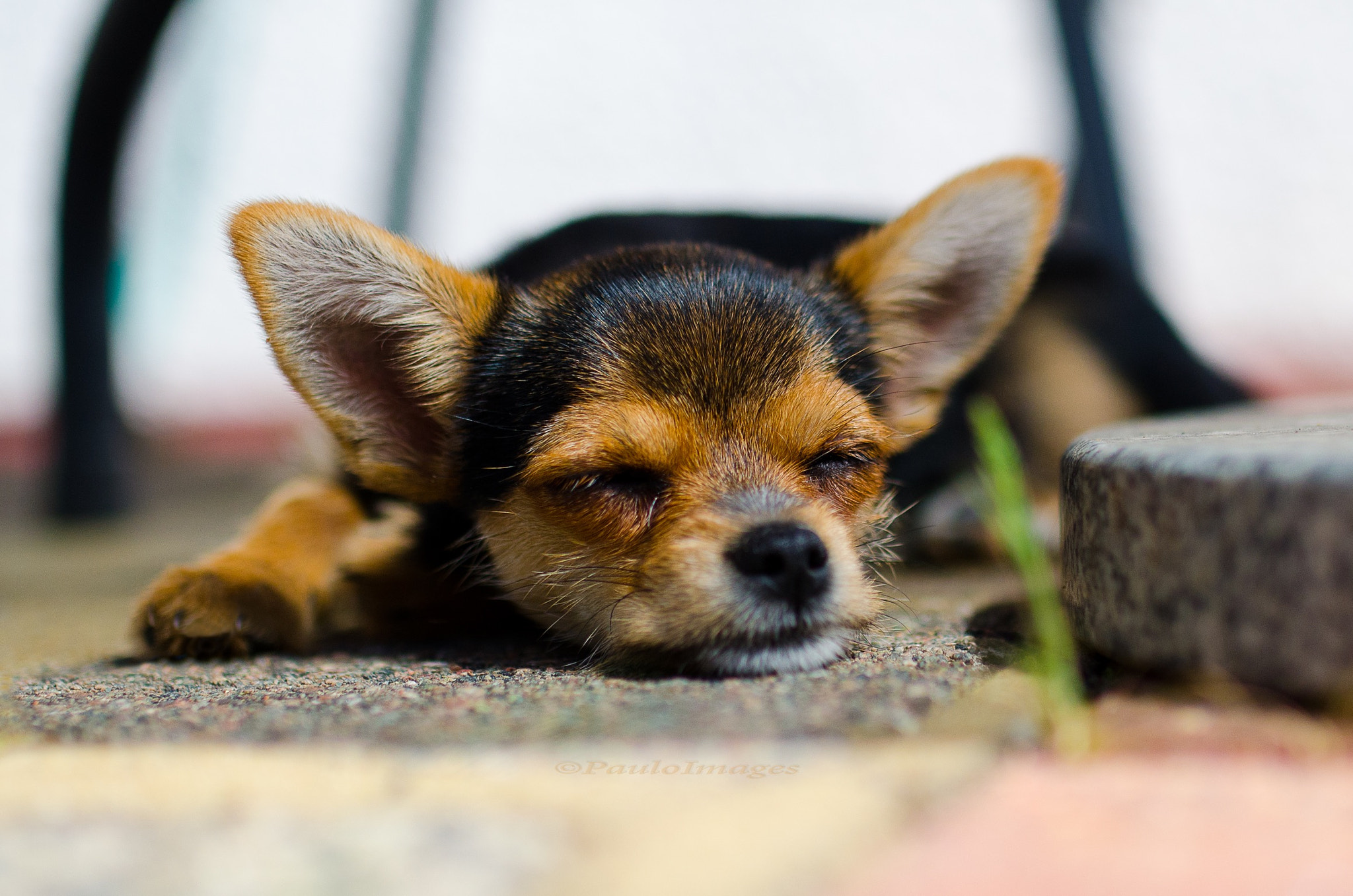 Nikon D7000 + Sigma 35mm F1.4 DG HSM Art sample photo. Sunbathing photography