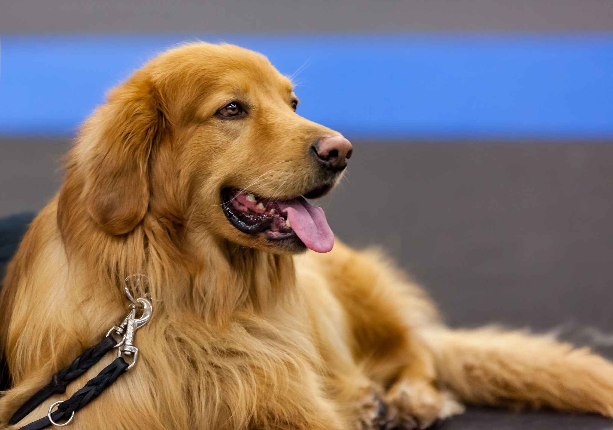 Sigma 70-200mm F2.8 EX DG OS HSM sample photo. Golden retriever photography