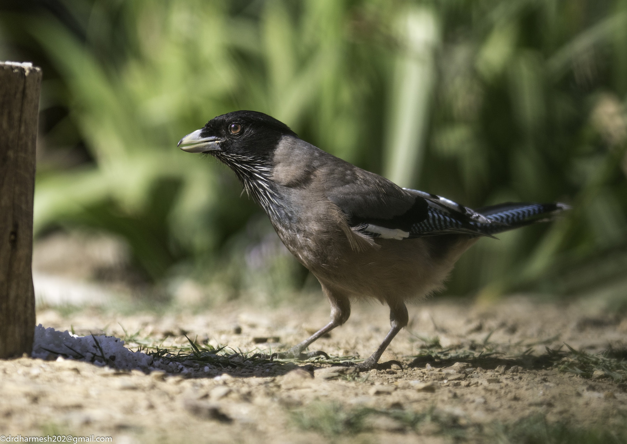 Canon EOS 7D Mark II + Canon EF 300mm F2.8L IS USM sample photo