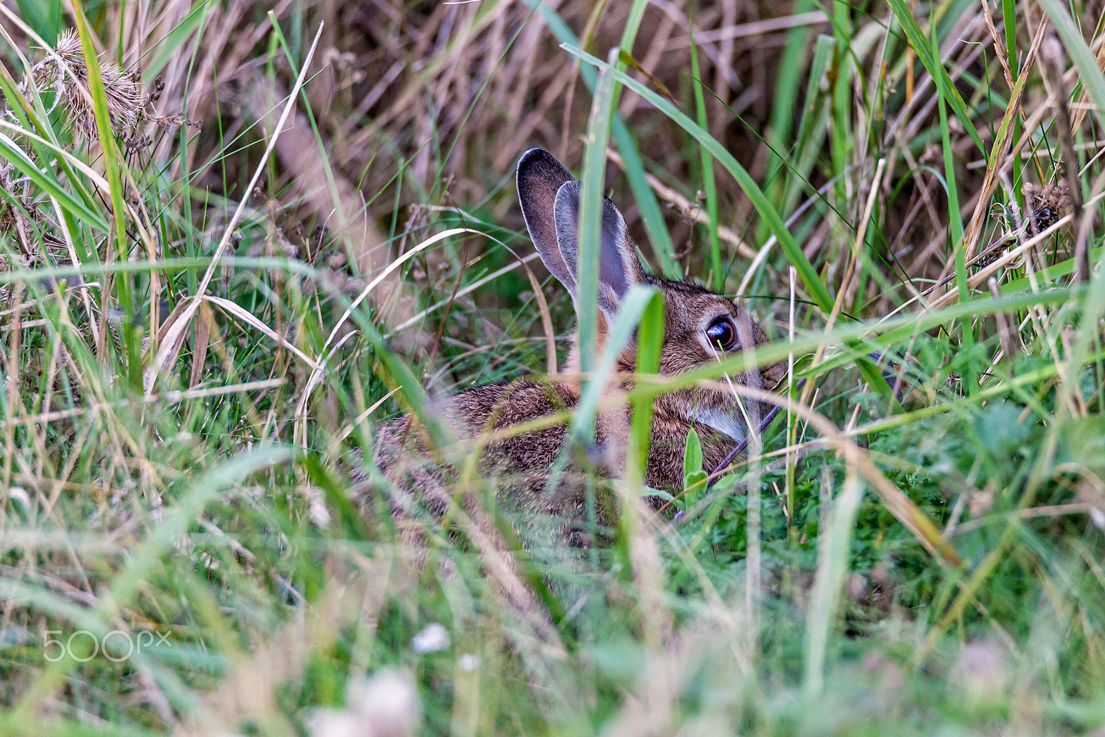 Tamron SP 150-600mm F5-6.3 Di VC USD sample photo. European hare photography