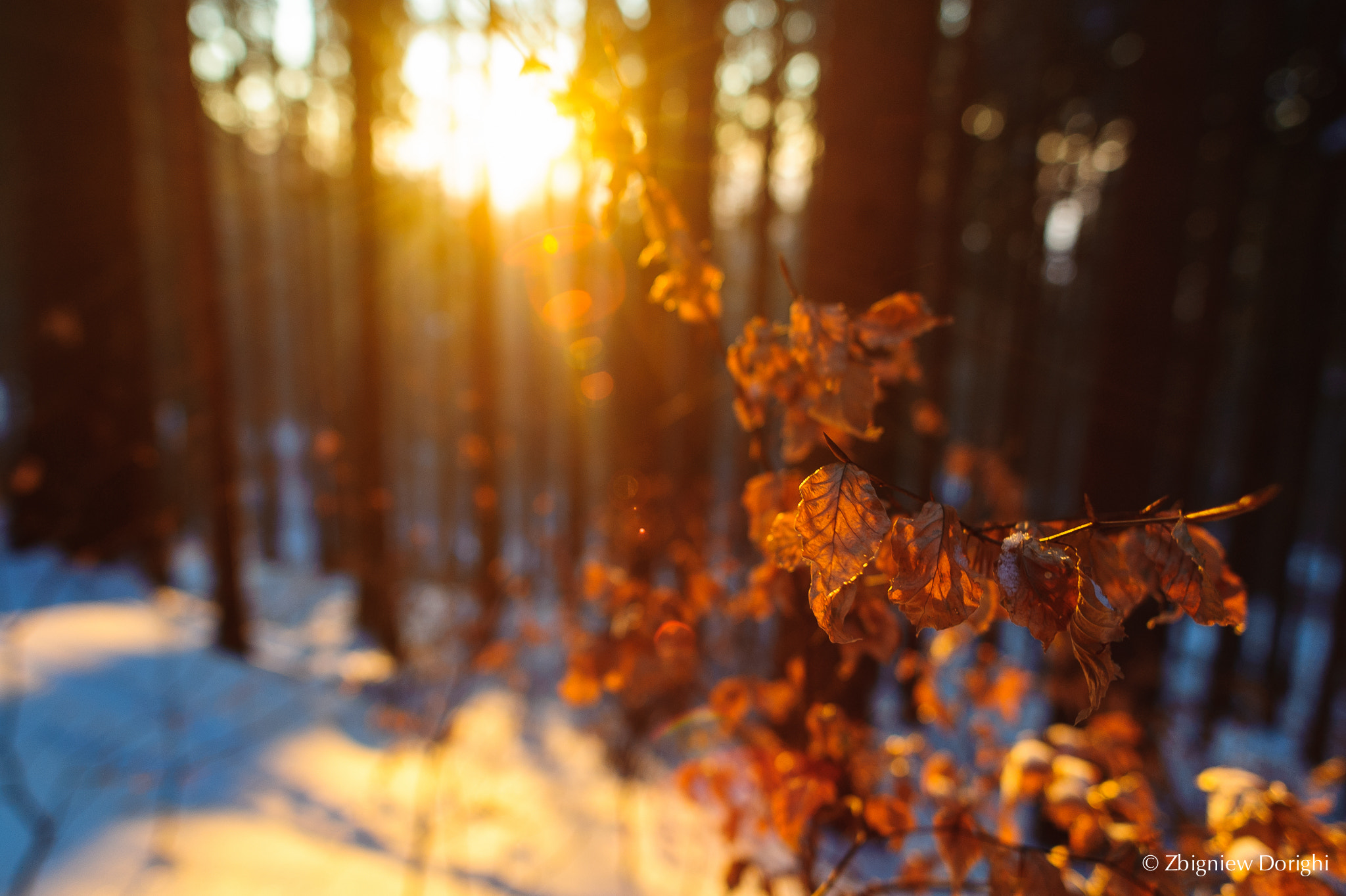 Nikon D700 + Sigma 24mm F1.8 EX DG Aspherical Macro sample photo. Autumn leaves at winter in sunset light photography