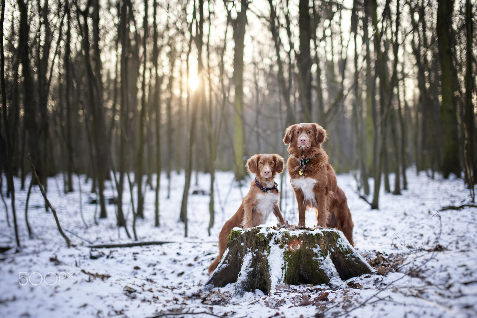Nikon D3 + Sigma 50mm F1.4 EX DG HSM sample photo. Winter has come~~ photography