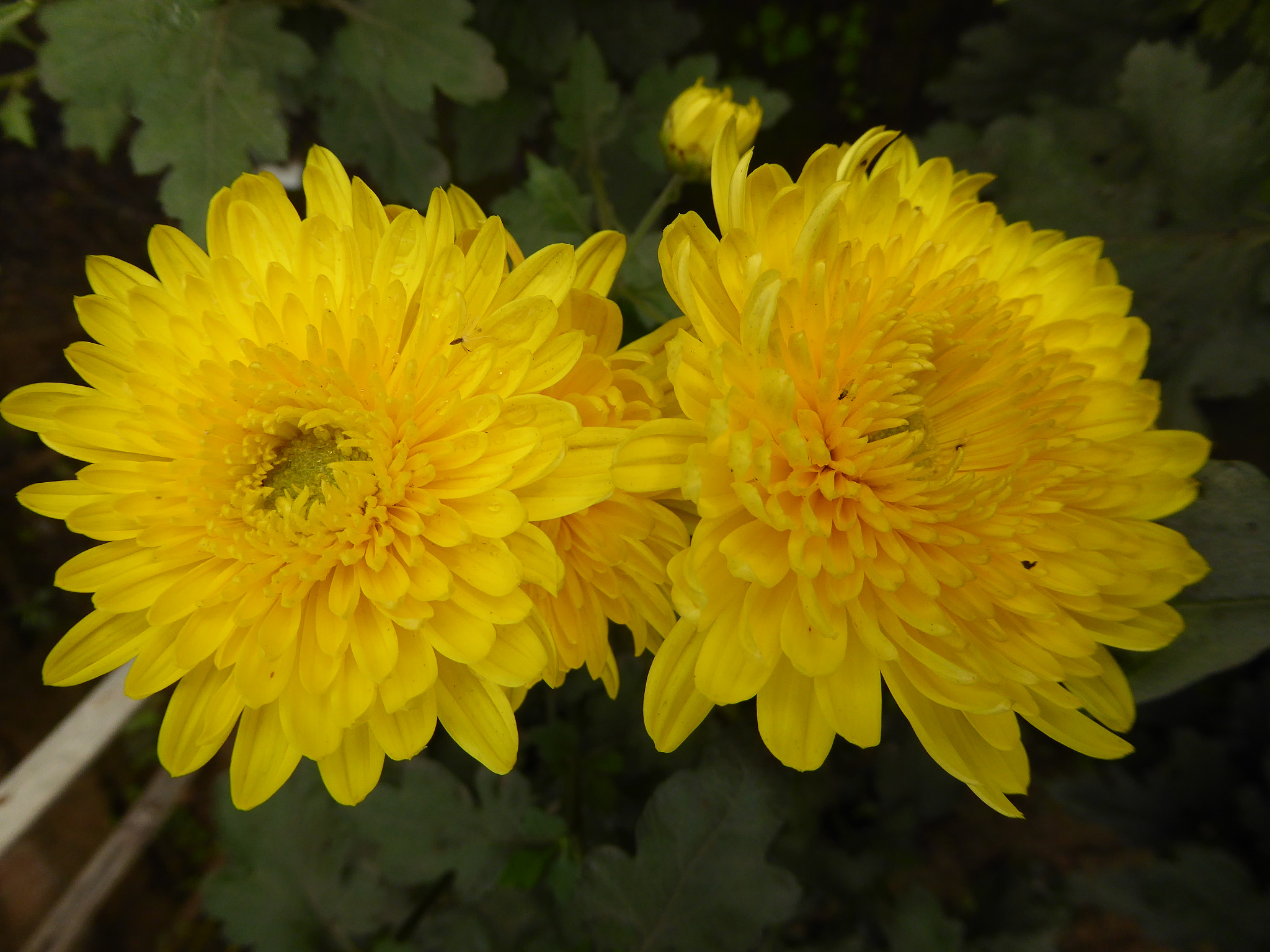 Panasonic Lumix DMC-ZS40 (Lumix DMC-TZ60) sample photo. Flowers photography