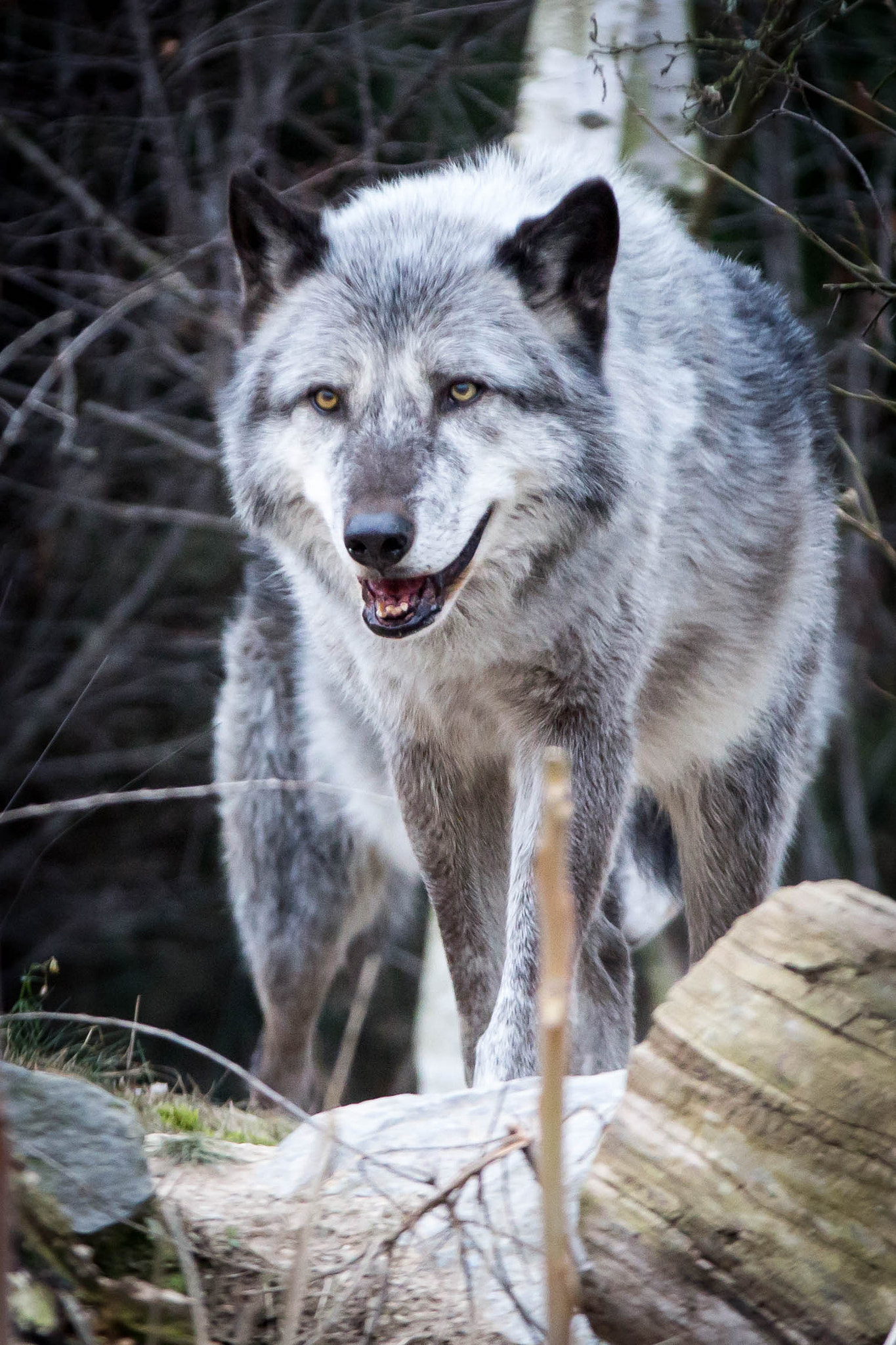 Canon EF 70-200mm F2.8L IS II USM sample photo. Wolf photography
