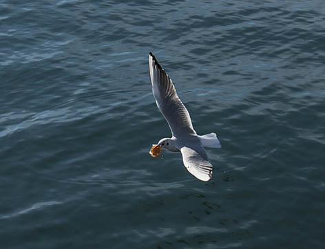 Canon EOS 400D (EOS Digital Rebel XTi / EOS Kiss Digital X) sample photo. Gaviota comida photography