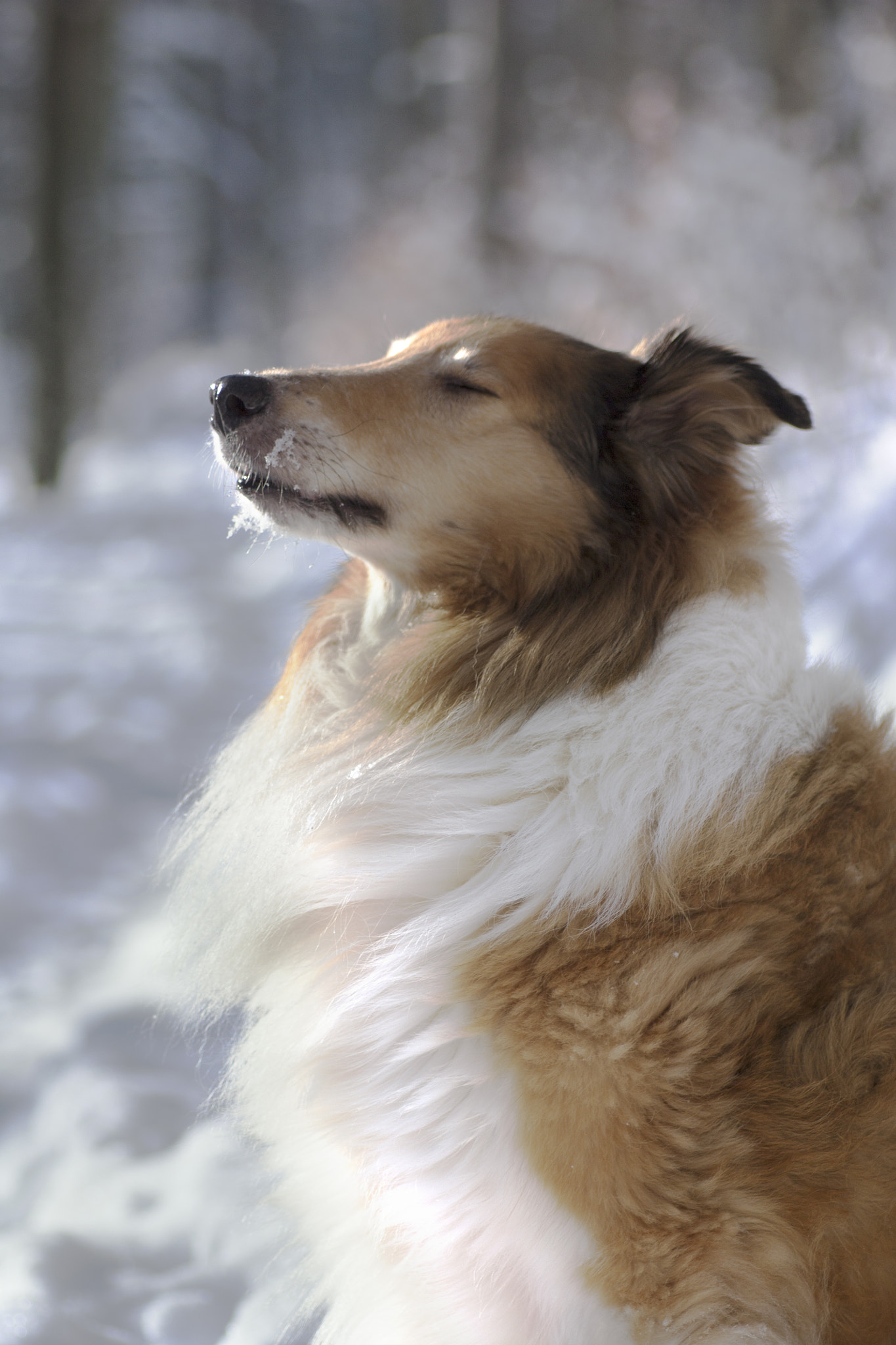 Canon EOS 450D (EOS Rebel XSi / EOS Kiss X2) + Tamron SP AF 90mm F2.8 Di Macro sample photo. Collie&winter photography