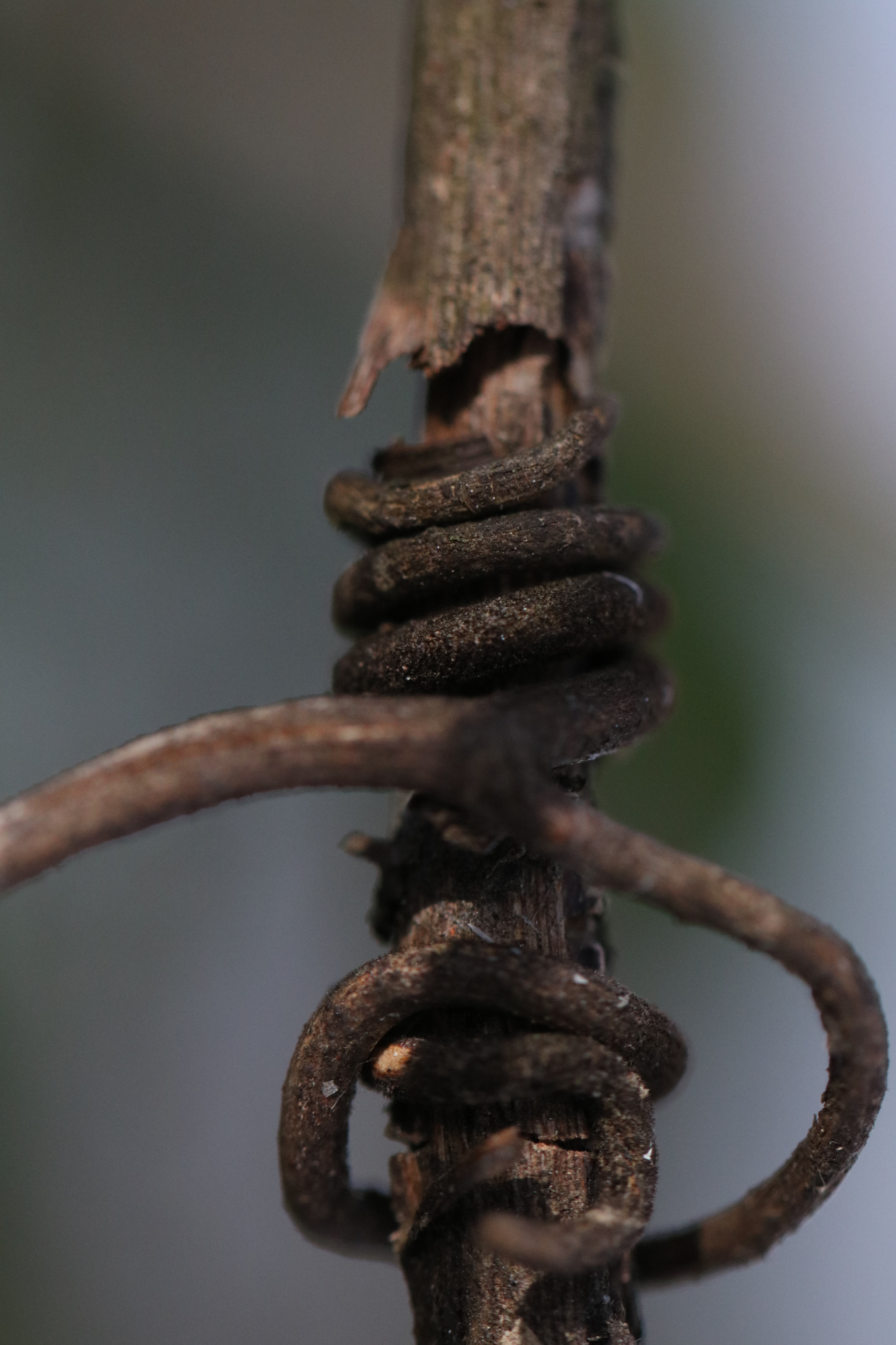 Canon EF 100mm F2.8L Macro IS USM sample photo. Twisted photography