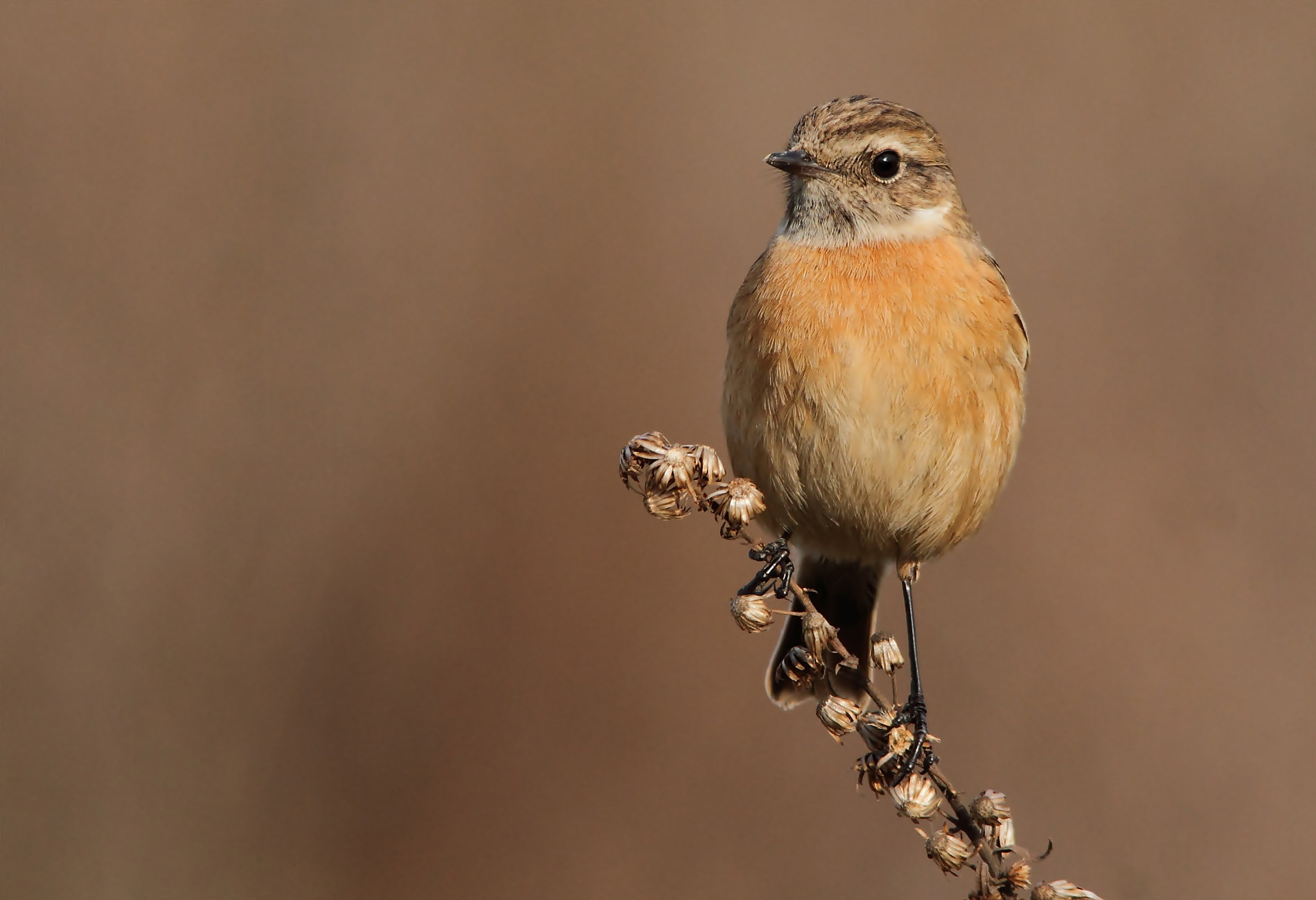 Sigma 150-500mm F5-6.3 DG OS HSM sample photo. Stonechat, saltimpalo  photography