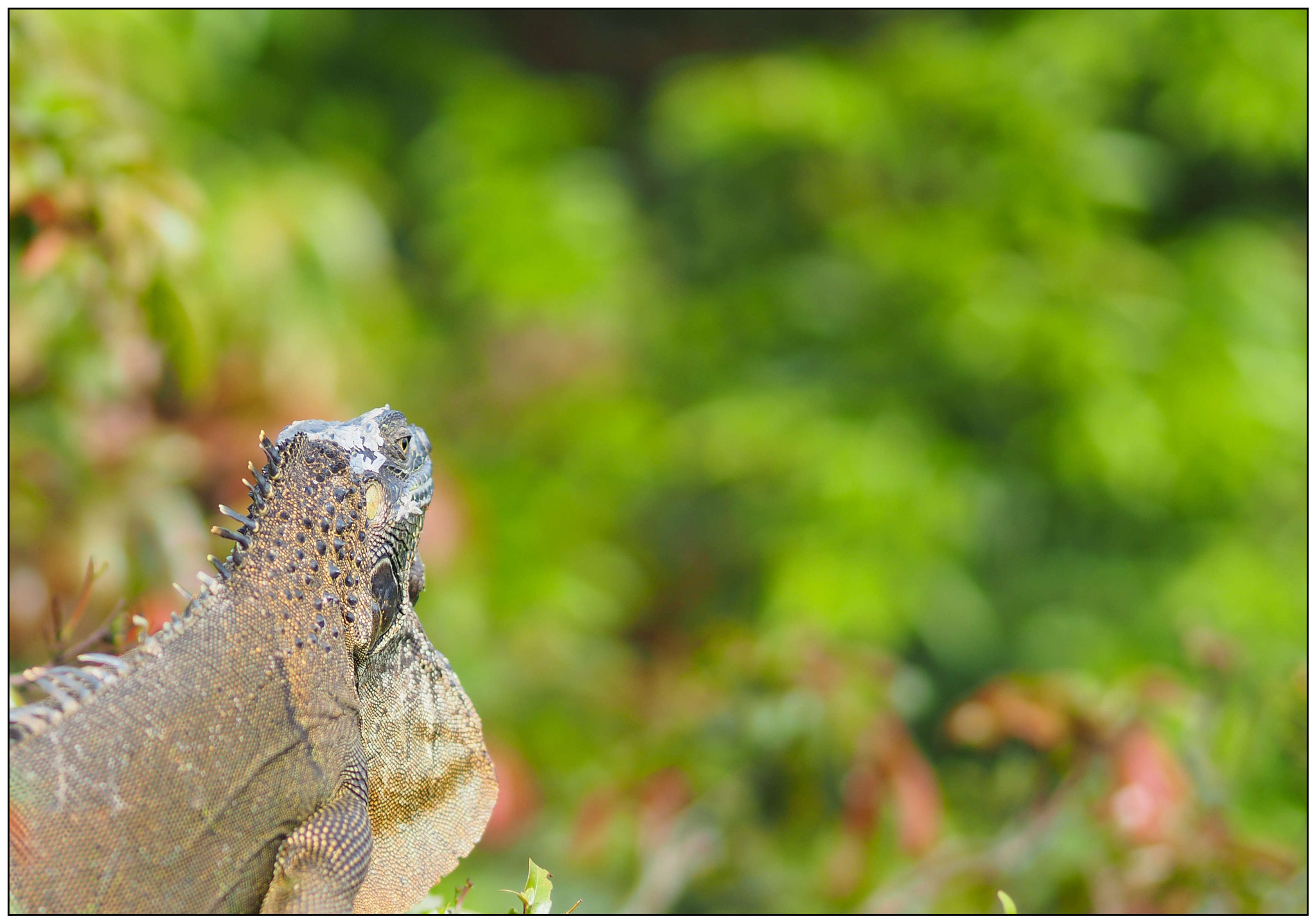 Olympus OM-D E-M10 + Olympus M.Zuiko Digital ED 75mm F1.8 sample photo. Iguana, costa rica photography