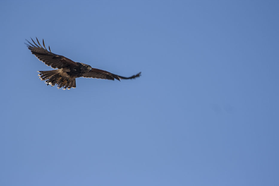 Canon EF 55-200mm F4.5-5.6 II USM sample photo. Aguila photography