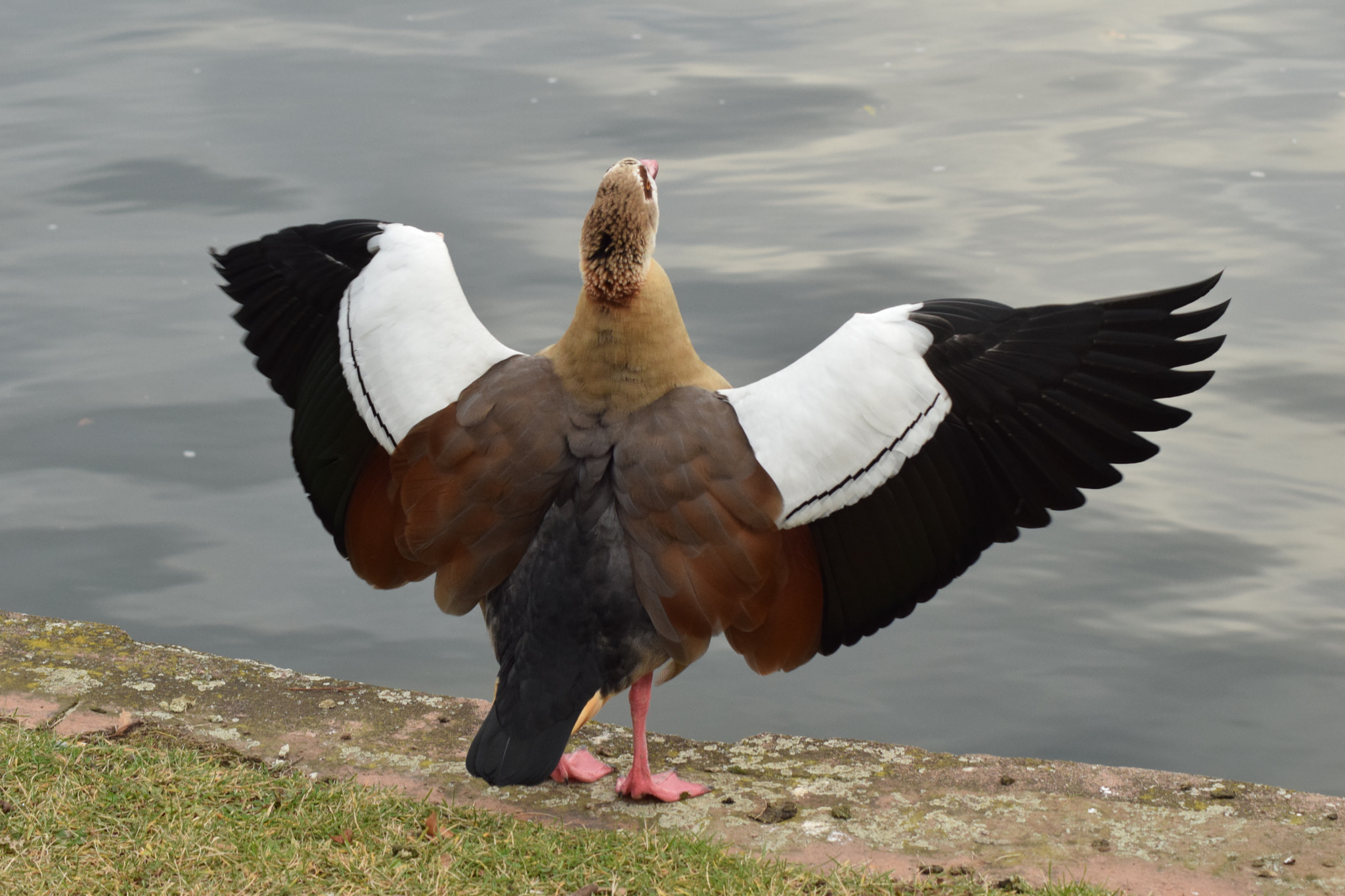 Nikon AF Nikkor 70-300mm F4-5.6G sample photo. Frankfurt duck photography