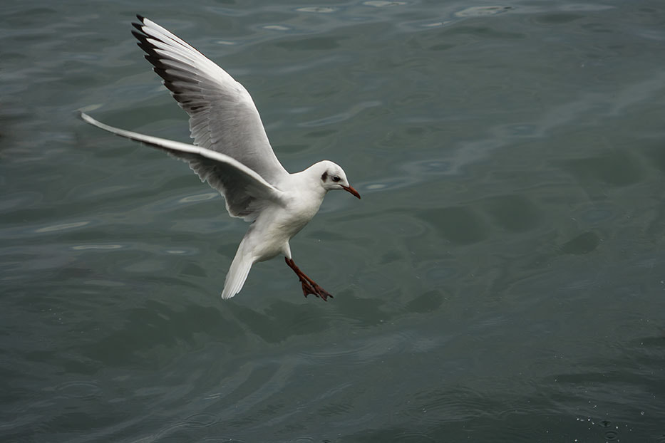 Canon EF 55-200mm F4.5-5.6 II USM sample photo. Gaviota photography