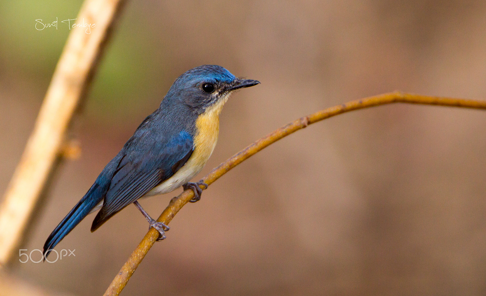 Canon EOS 60D + Tamron SP 150-600mm F5-6.3 Di VC USD sample photo. Tickels blue flycatcher photography