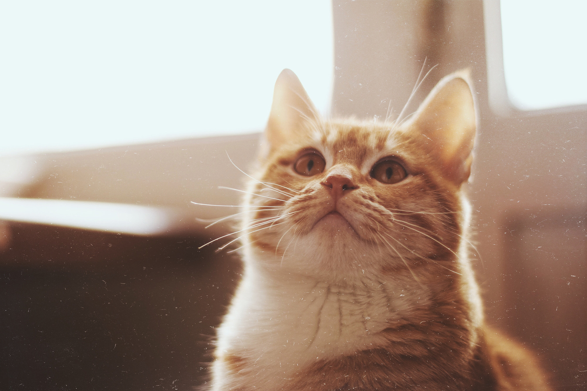 Canon EOS 500D (EOS Rebel T1i / EOS Kiss X3) sample photo. Kitty.... photography