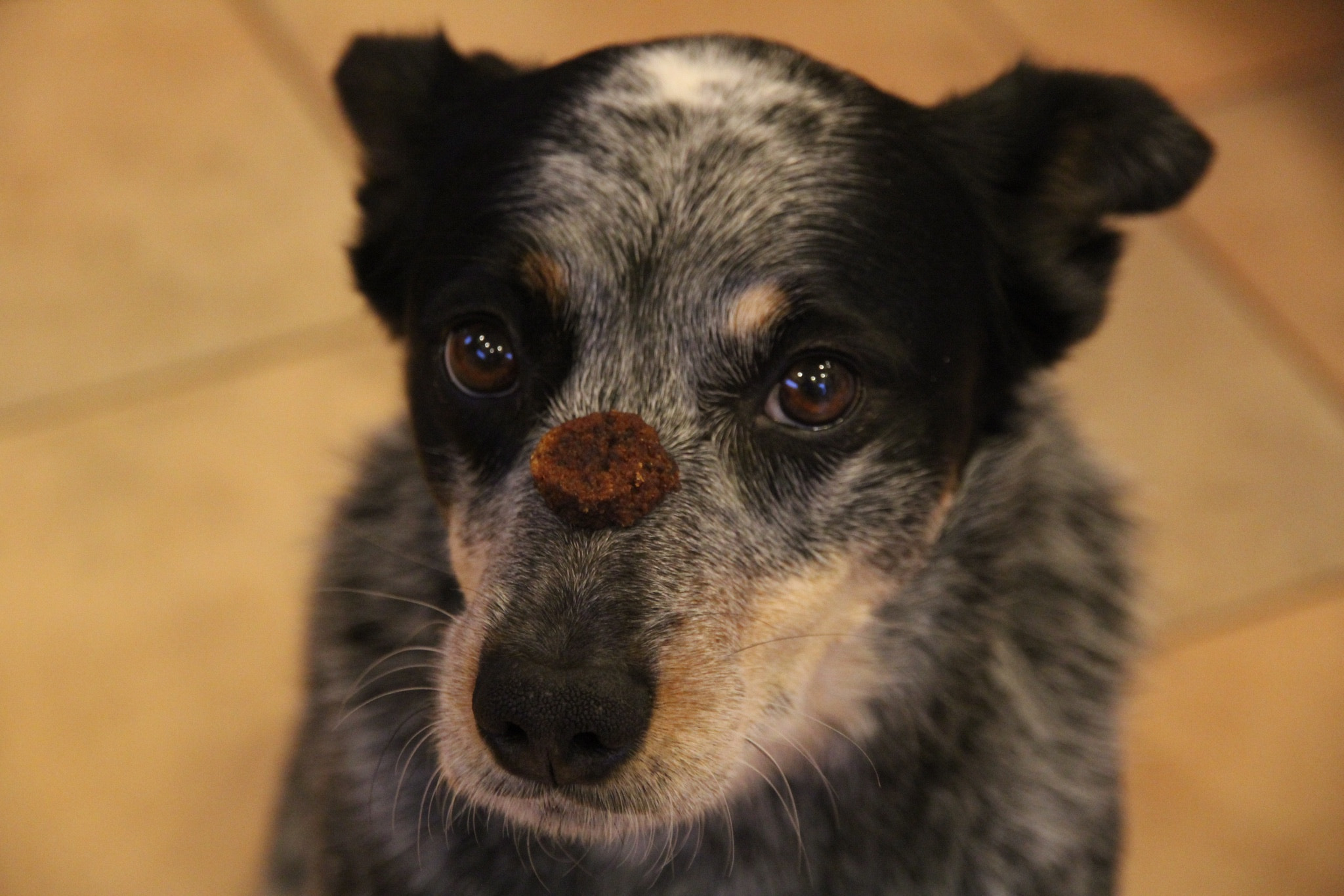 Canon EOS 600D (Rebel EOS T3i / EOS Kiss X5) sample photo. January 7: old dog learns new trick photography
