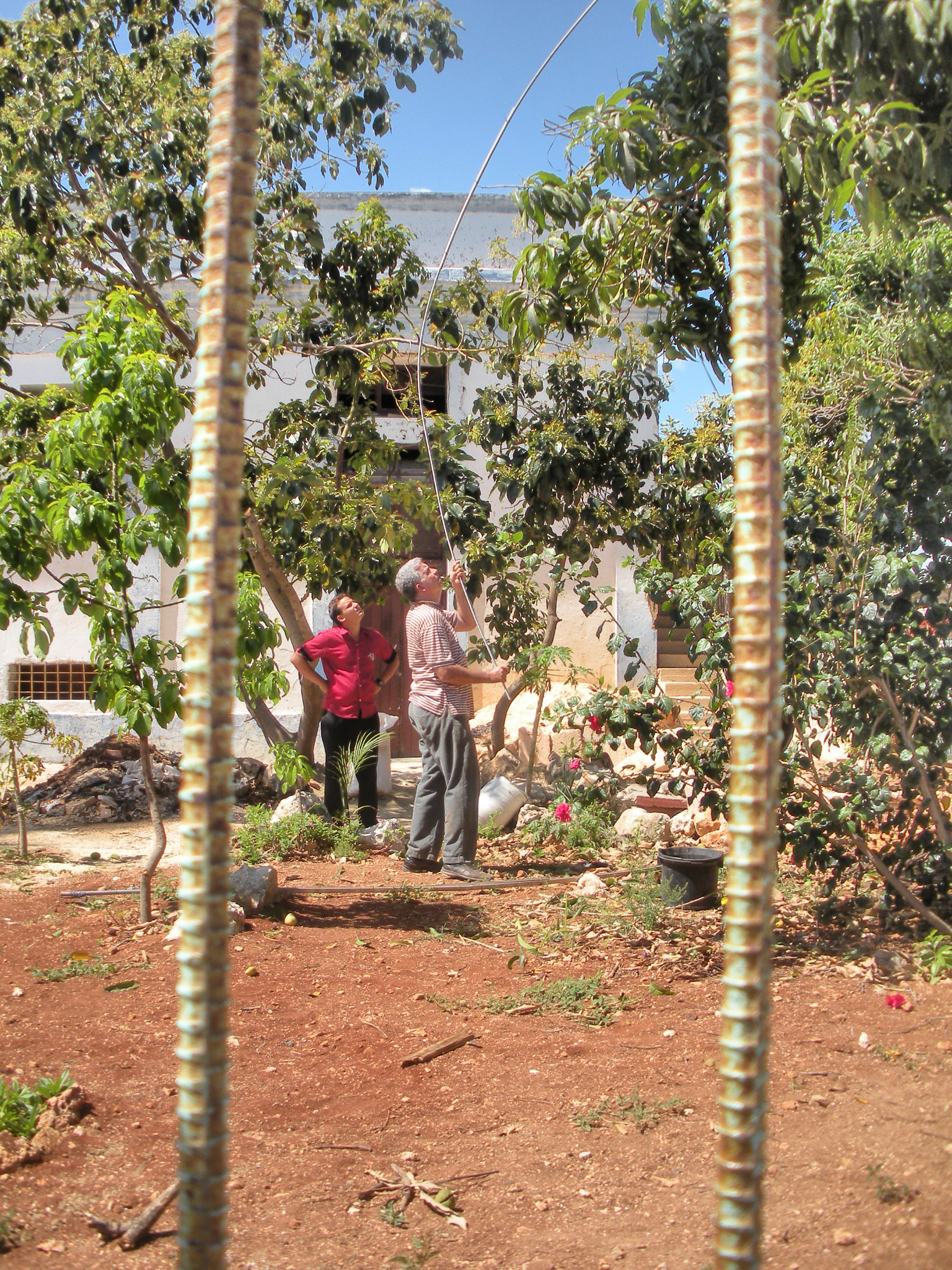 Nikon Coolpix S560 sample photo. Guys with mango tree,cuba photography