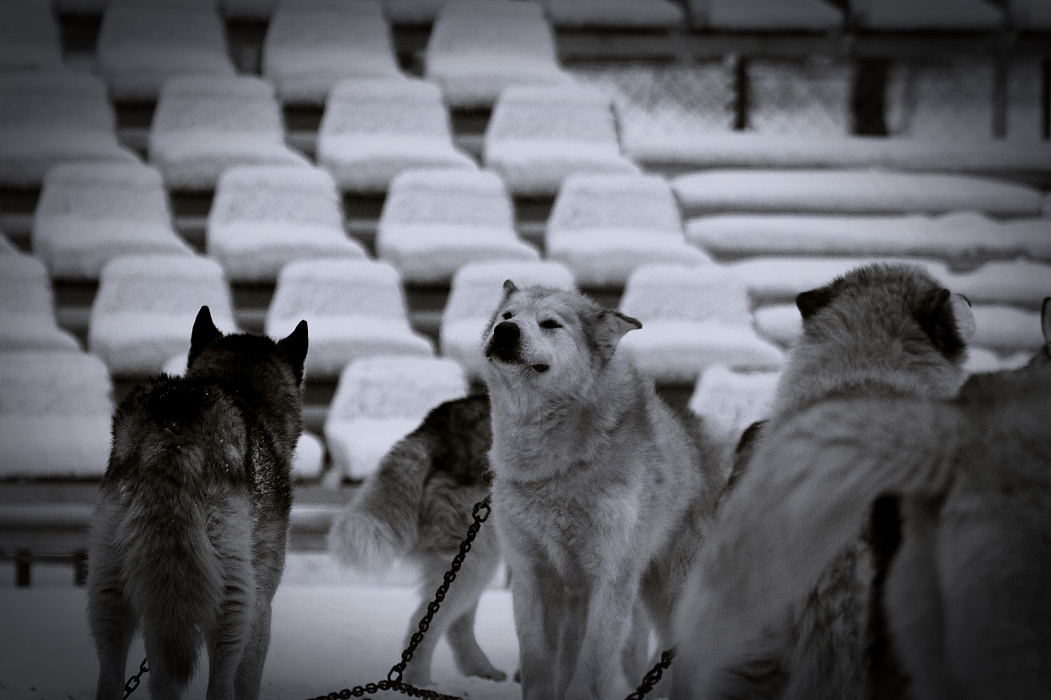 Canon EOS 60D sample photo. Happy dog photography