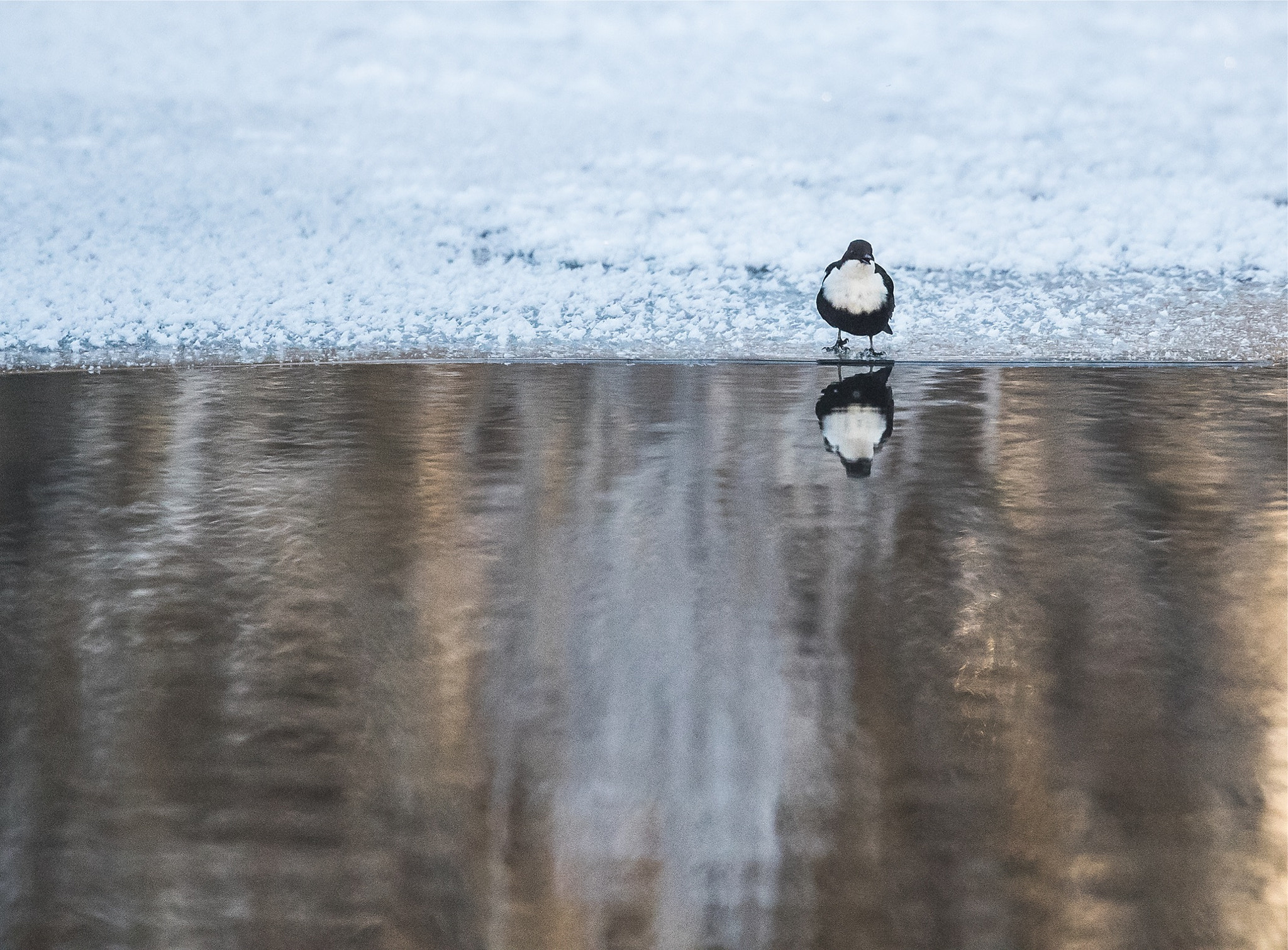 Canon EF 300mm F2.8L IS II USM sample photo. Cinclus cinclus photography