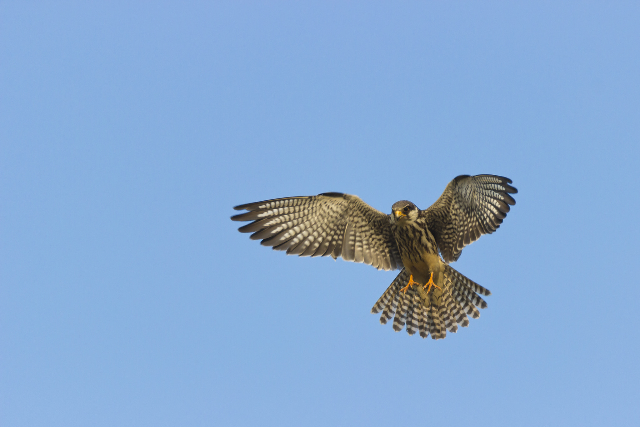 Canon EOS 600D (Rebel EOS T3i / EOS Kiss X5) + Tamron SP 150-600mm F5-6.3 Di VC USD sample photo. Hovering in the mid air - amur falcon photography