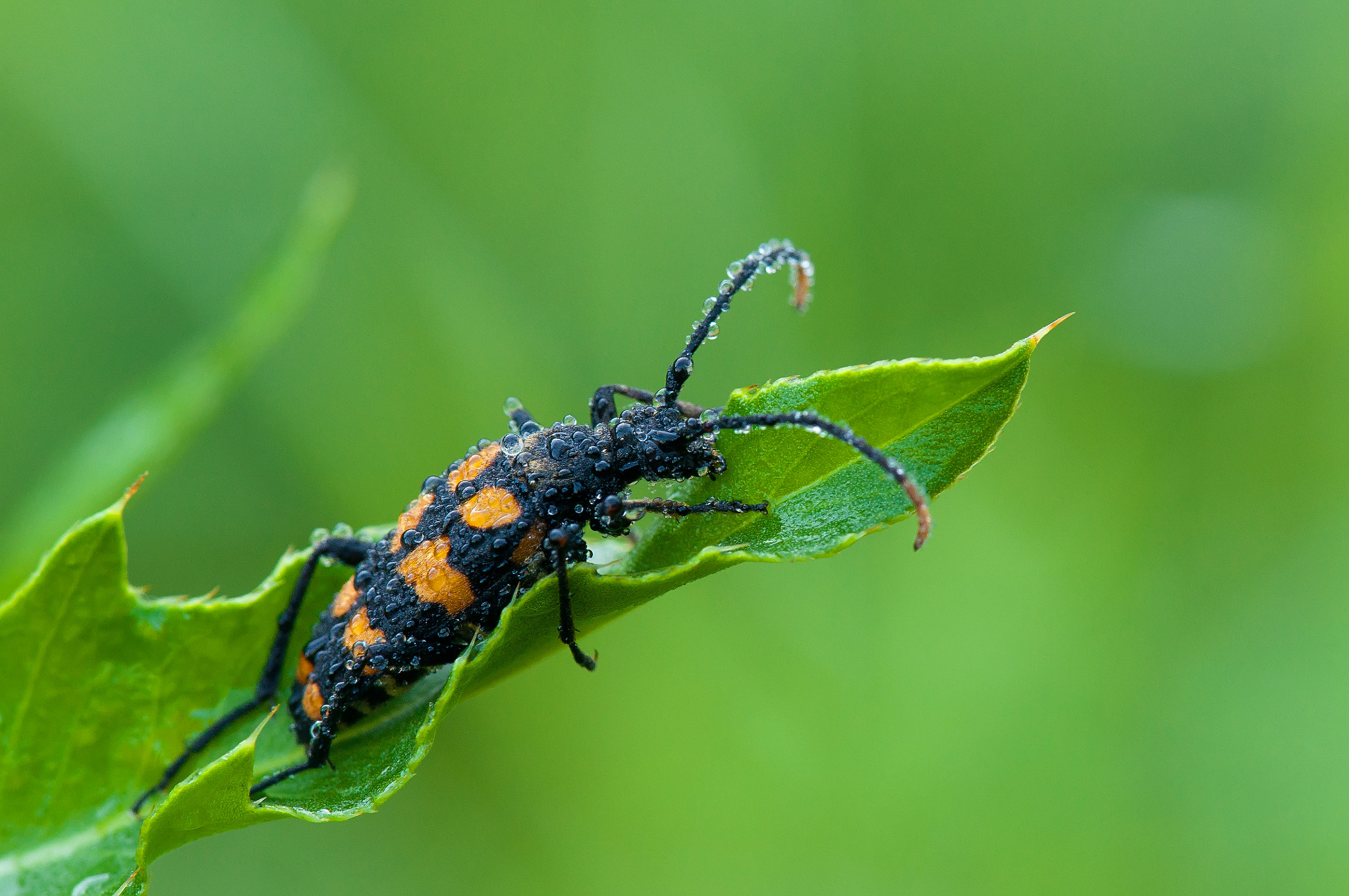 Nikon AF-S Micro-Nikkor 105mm F2.8G IF-ED VR sample photo. Жук photography