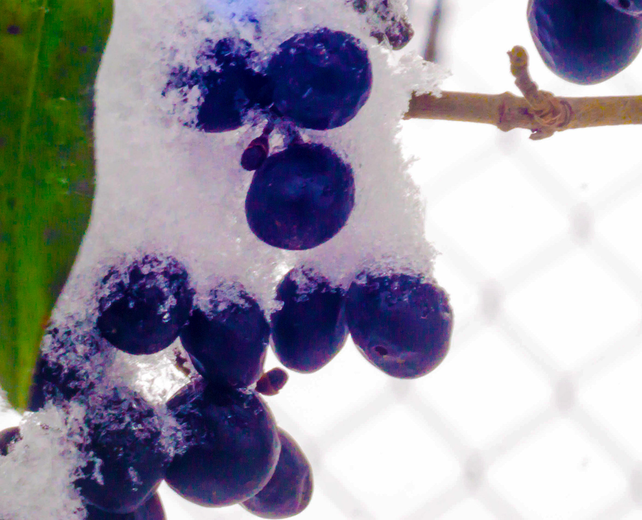 MACRO 50mm F2.8 sample photo. Wer hat eigentlich was gegen den winter? photography