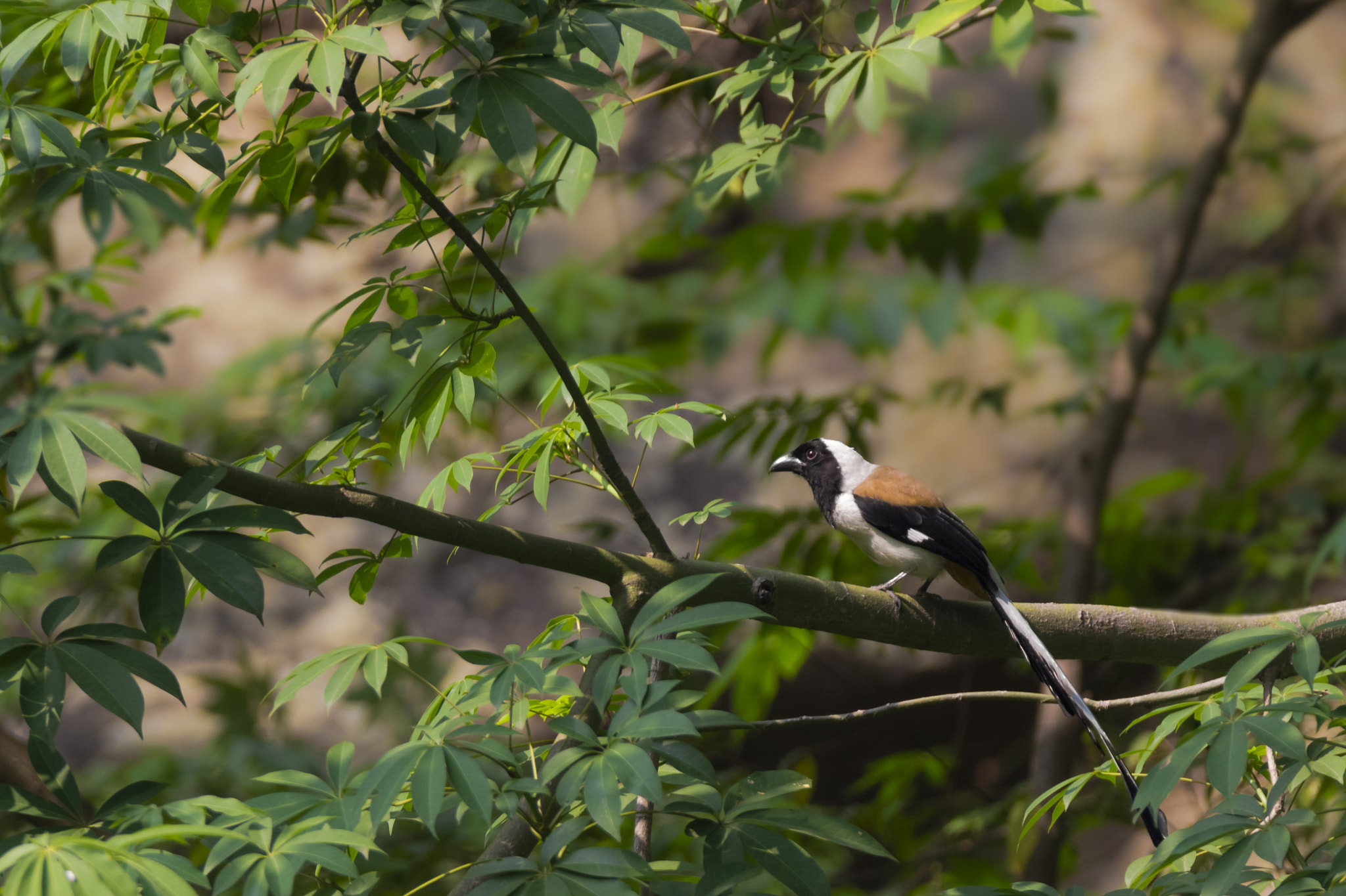 Tamron SP 150-600mm F5-6.3 Di VC USD sample photo. White-bellied treepie photography
