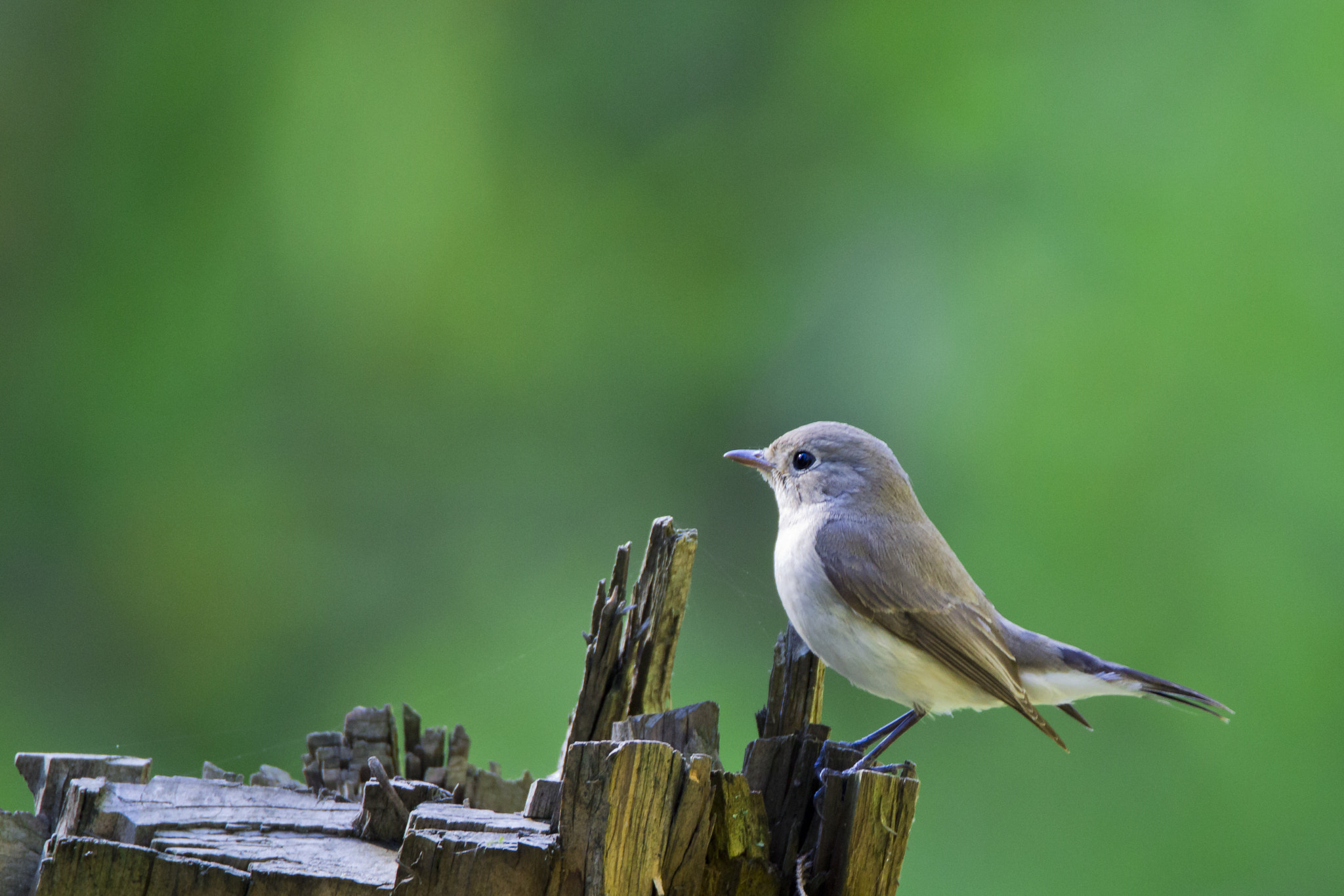 Tamron SP 150-600mm F5-6.3 Di VC USD sample photo. Asian brown flycatcer photography