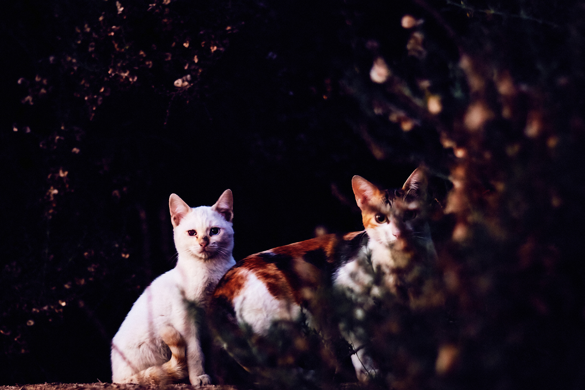 Sony ILCA-77M2 + Minolta AF 50mm F1.7 sample photo. I´ll never leave you alone photography