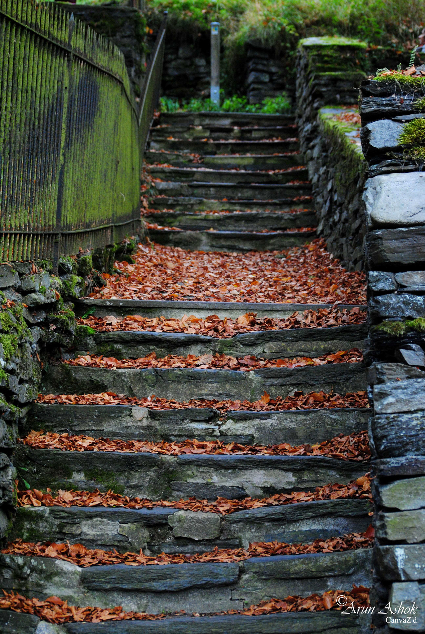 Nikon D3000 sample photo. A photography