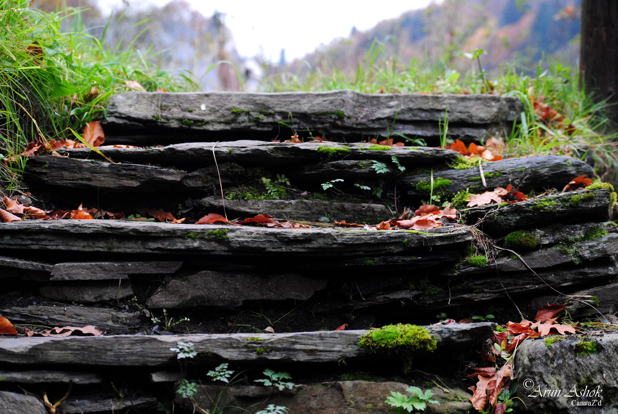 Nikon D3000 sample photo. A photography