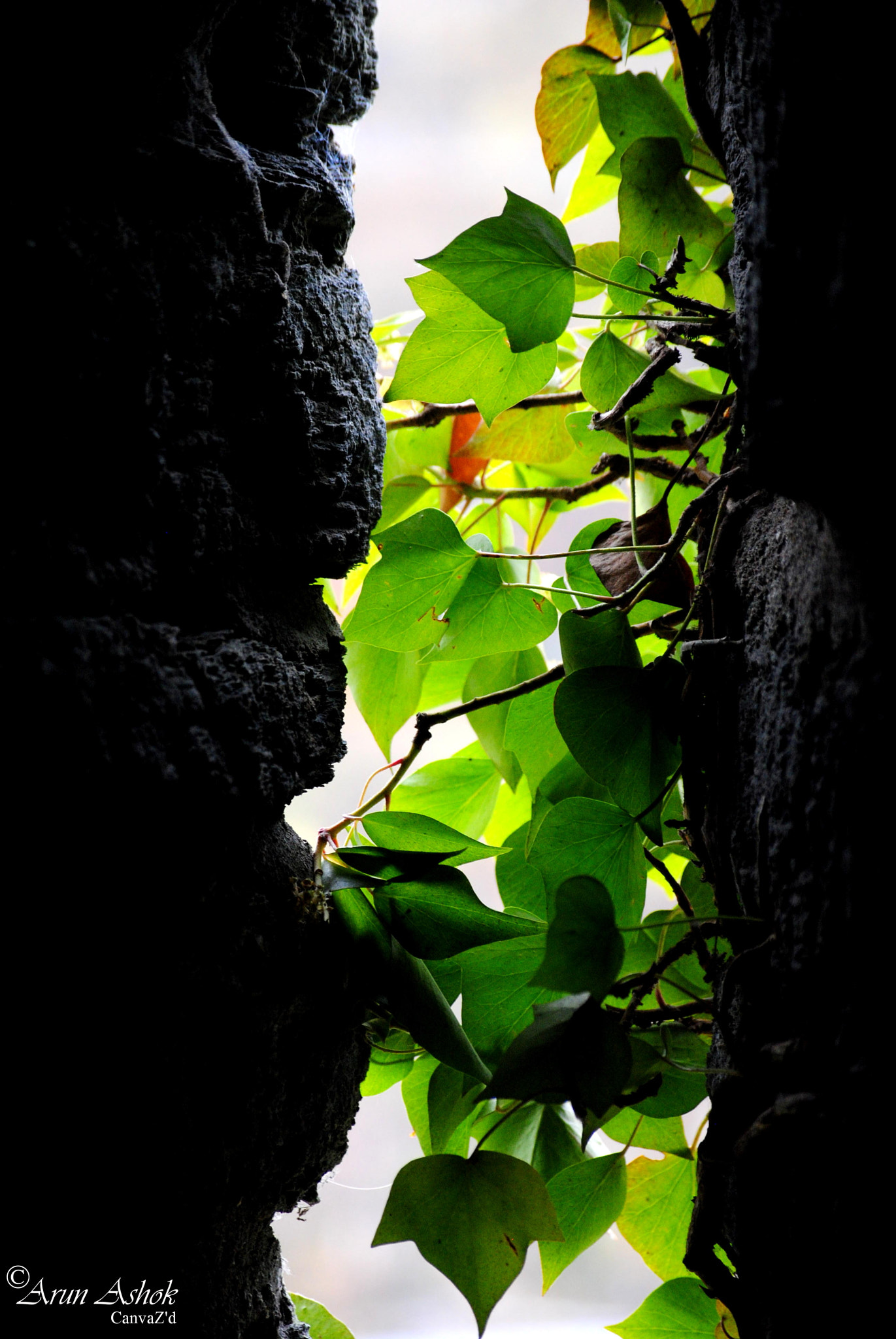 Nikon D3000 sample photo. A photography