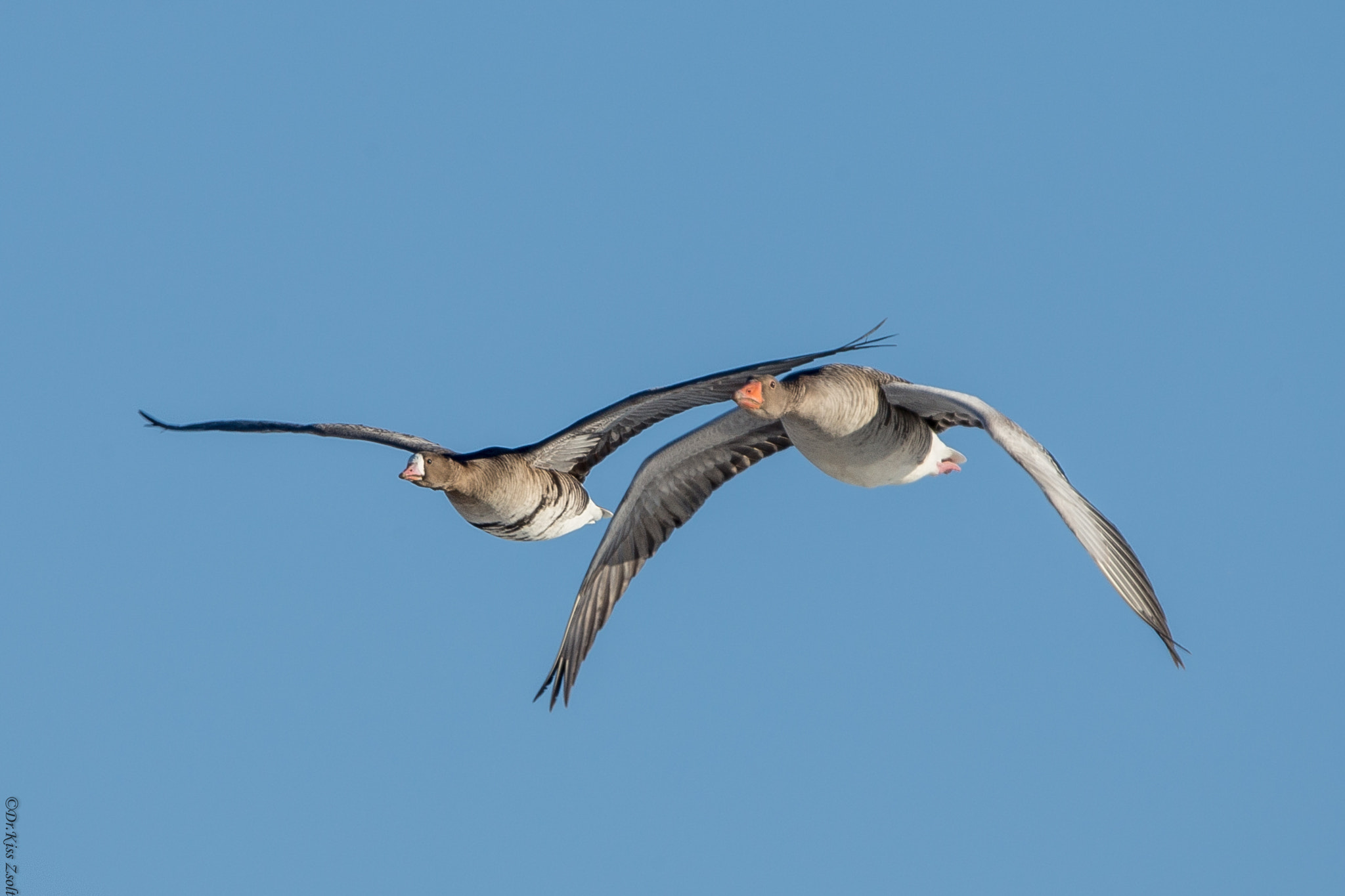Canon EF 600mm F4L IS II USM sample photo. Racing geese photography