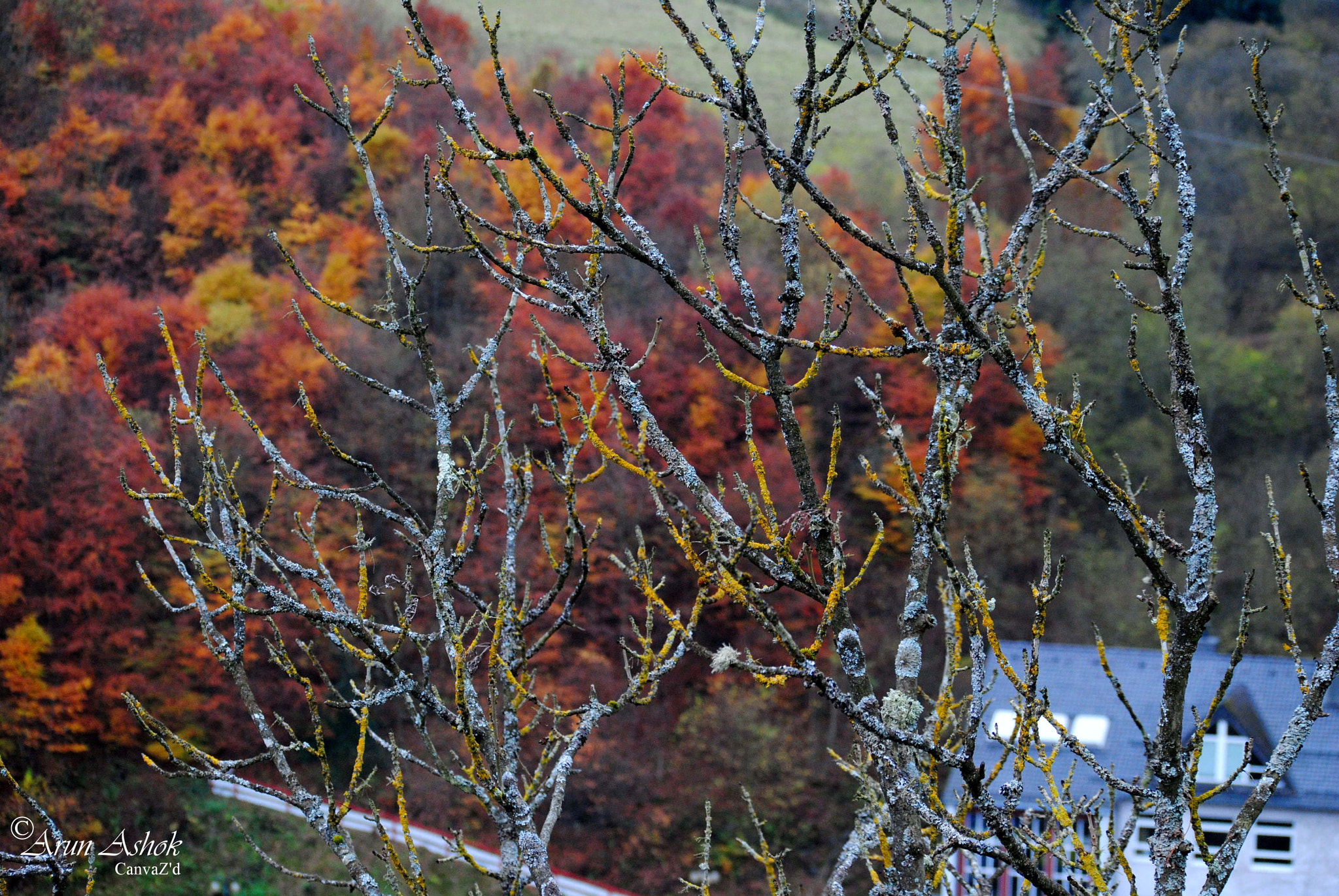 Nikon D3000 sample photo. A photography