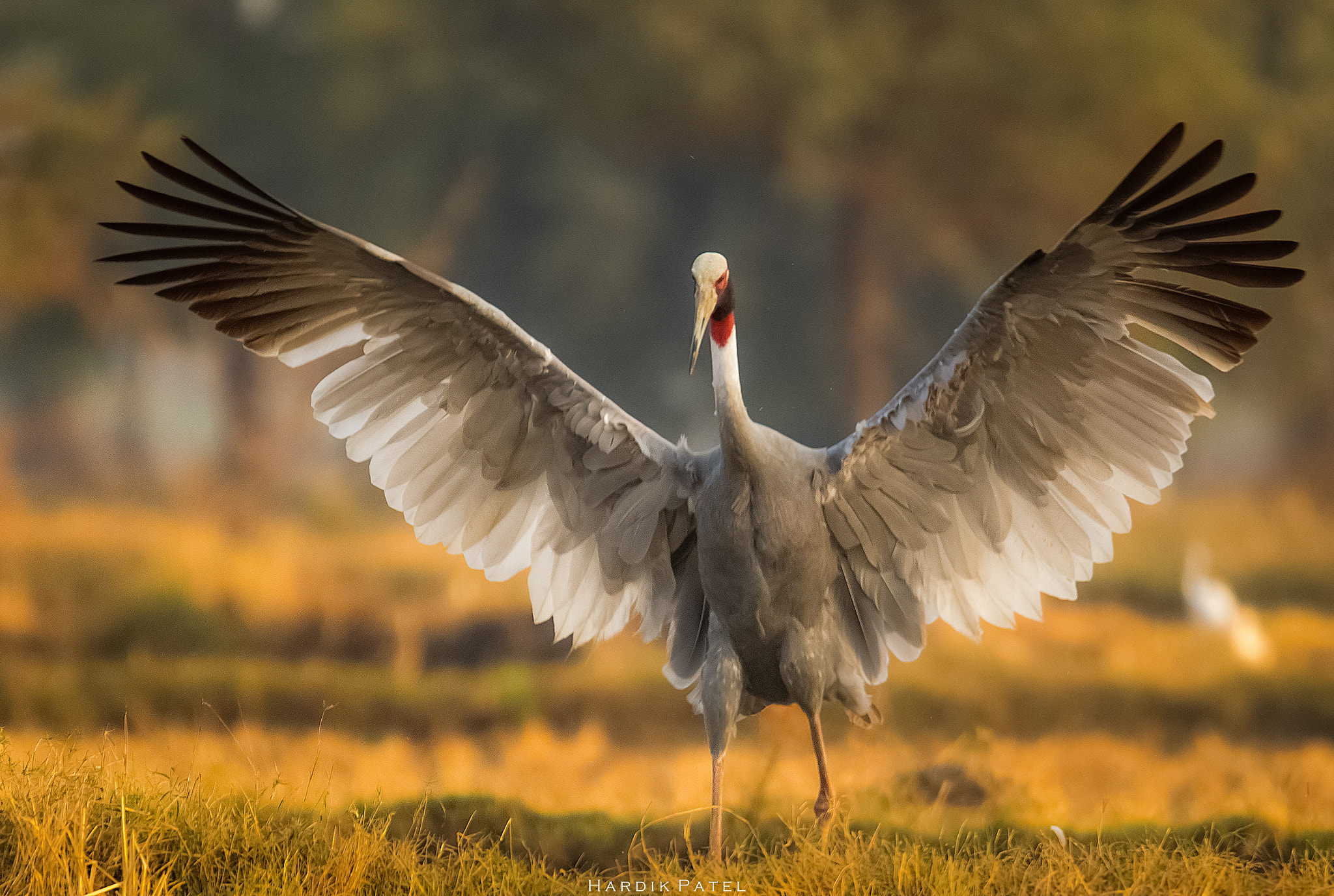 Nikon D5 sample photo. My wings.. photography