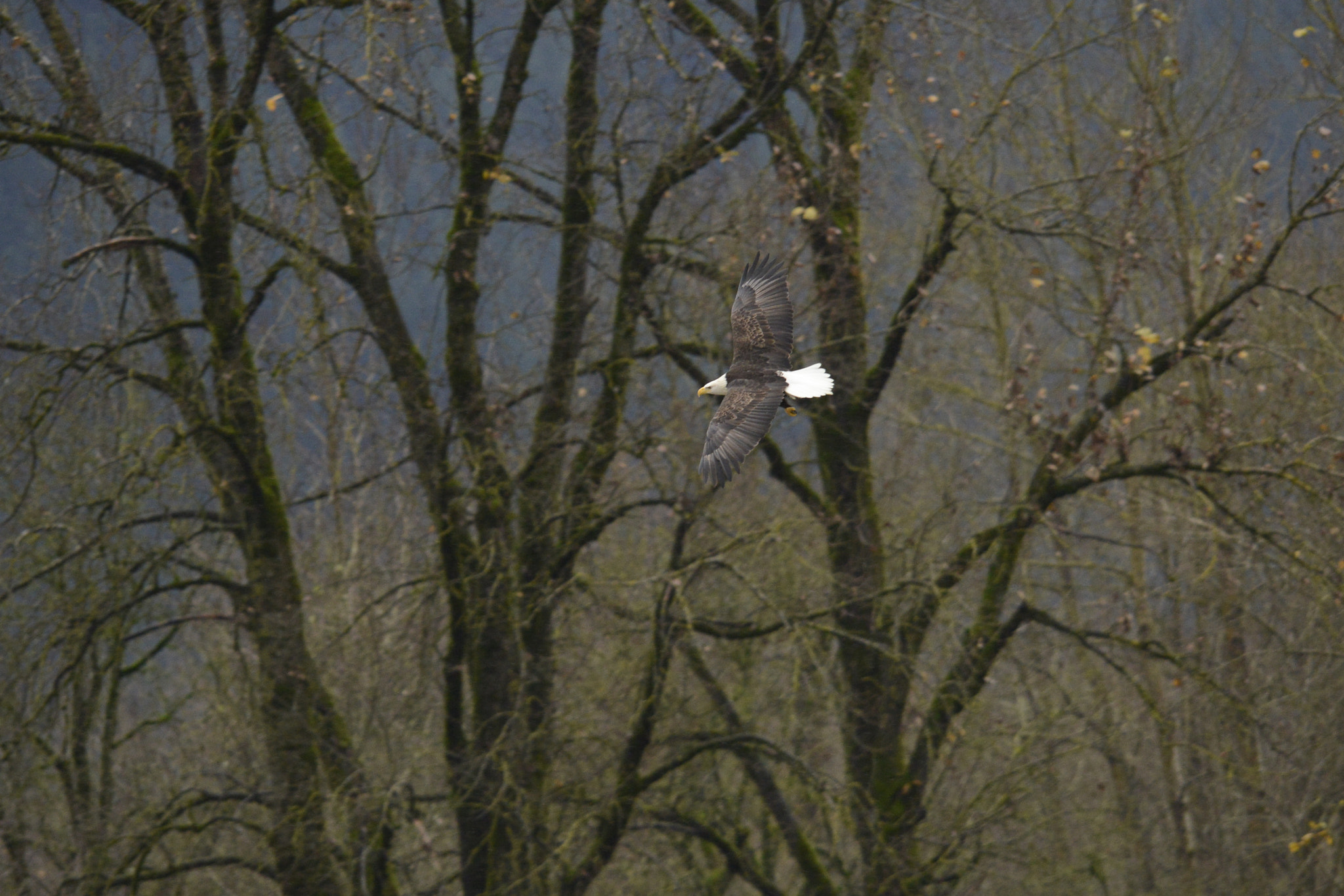 Sigma 120-400mm F4.5-5.6 DG OS HSM sample photo. Eagle scouring photography