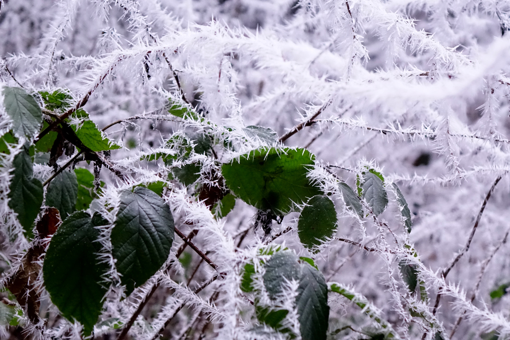 Sony Cyber-shot DSC-RX10 sample photo. Green on ice photography