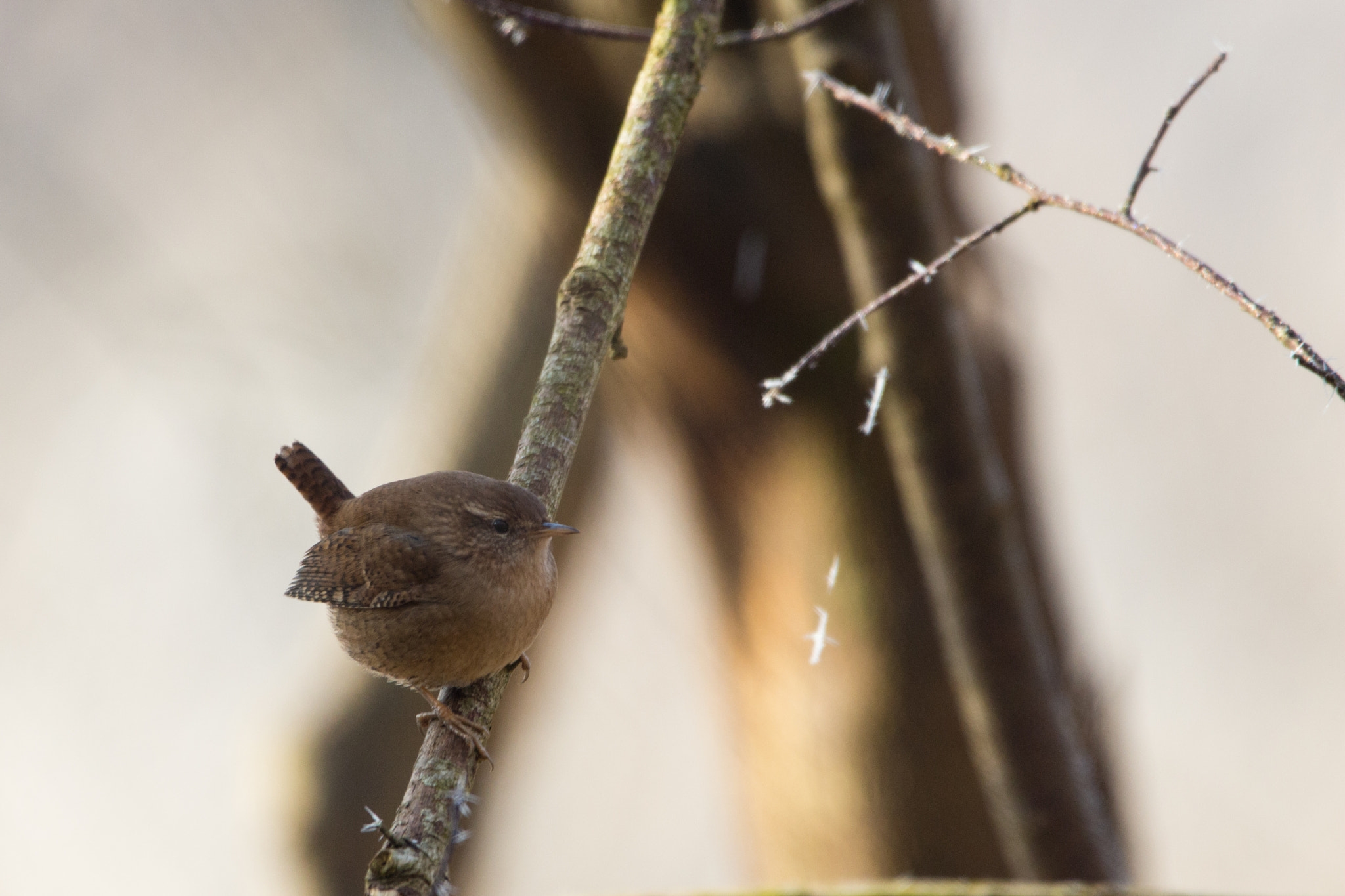 150-600mm F5-6.3 DG OS HSM | Contemporary 015 sample photo. The king photography