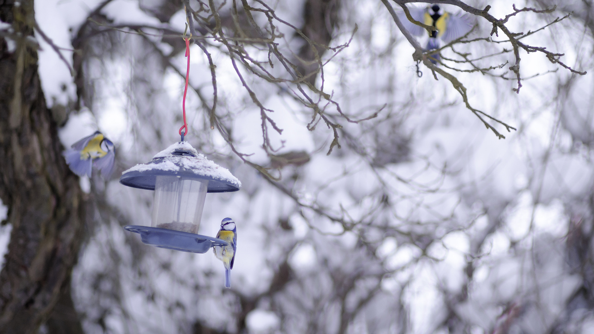 Nikon D7000 + Sigma 85mm F1.4 EX DG HSM sample photo. Birds photography