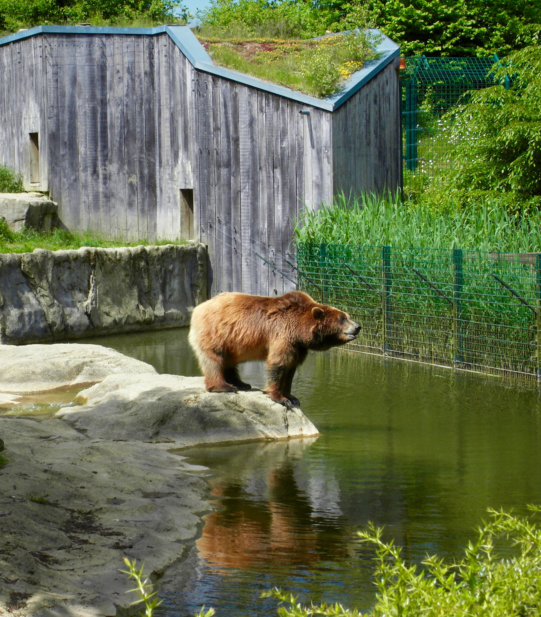 Samsung NV24HD, VLUU NV24HD, LANDIAO NV106HD sample photo. Brown bear photography
