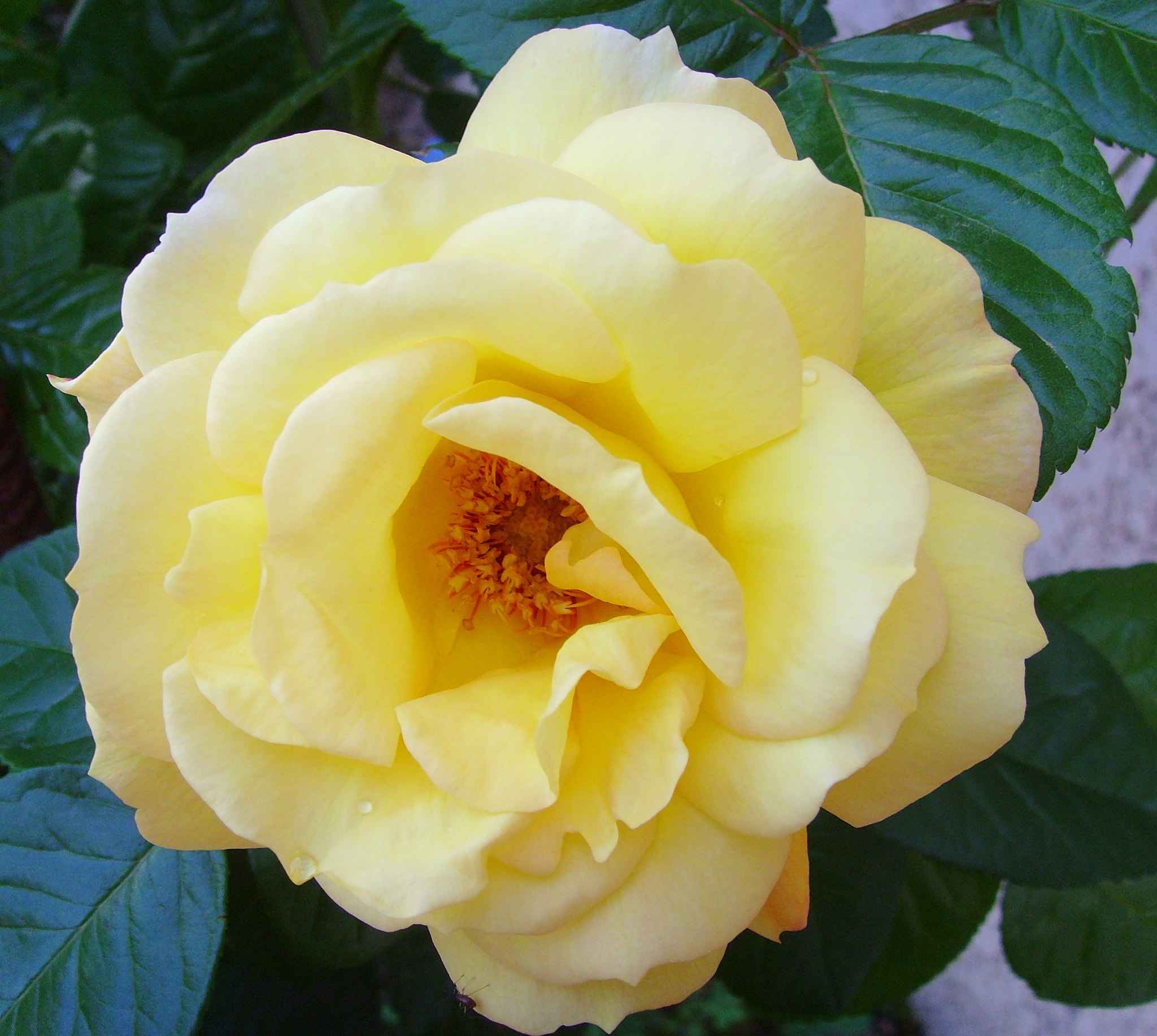 Samsung Digimax i6 PMP, Samsung #11 PMP sample photo. <digimax i6 pmp, samsung #11 pmp> photography