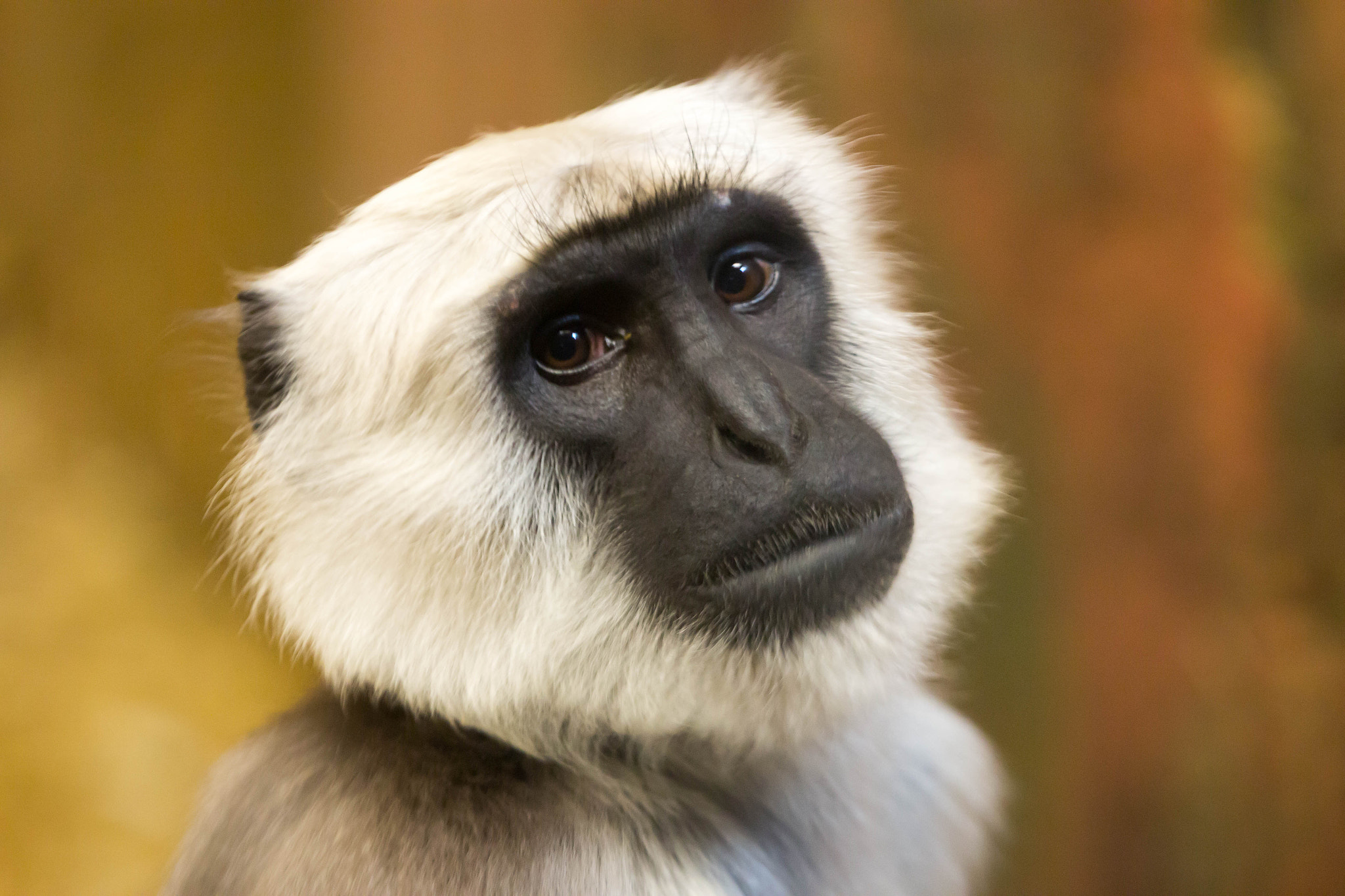 Canon EF 70-200mm F2.8L IS II USM sample photo. Affe photography