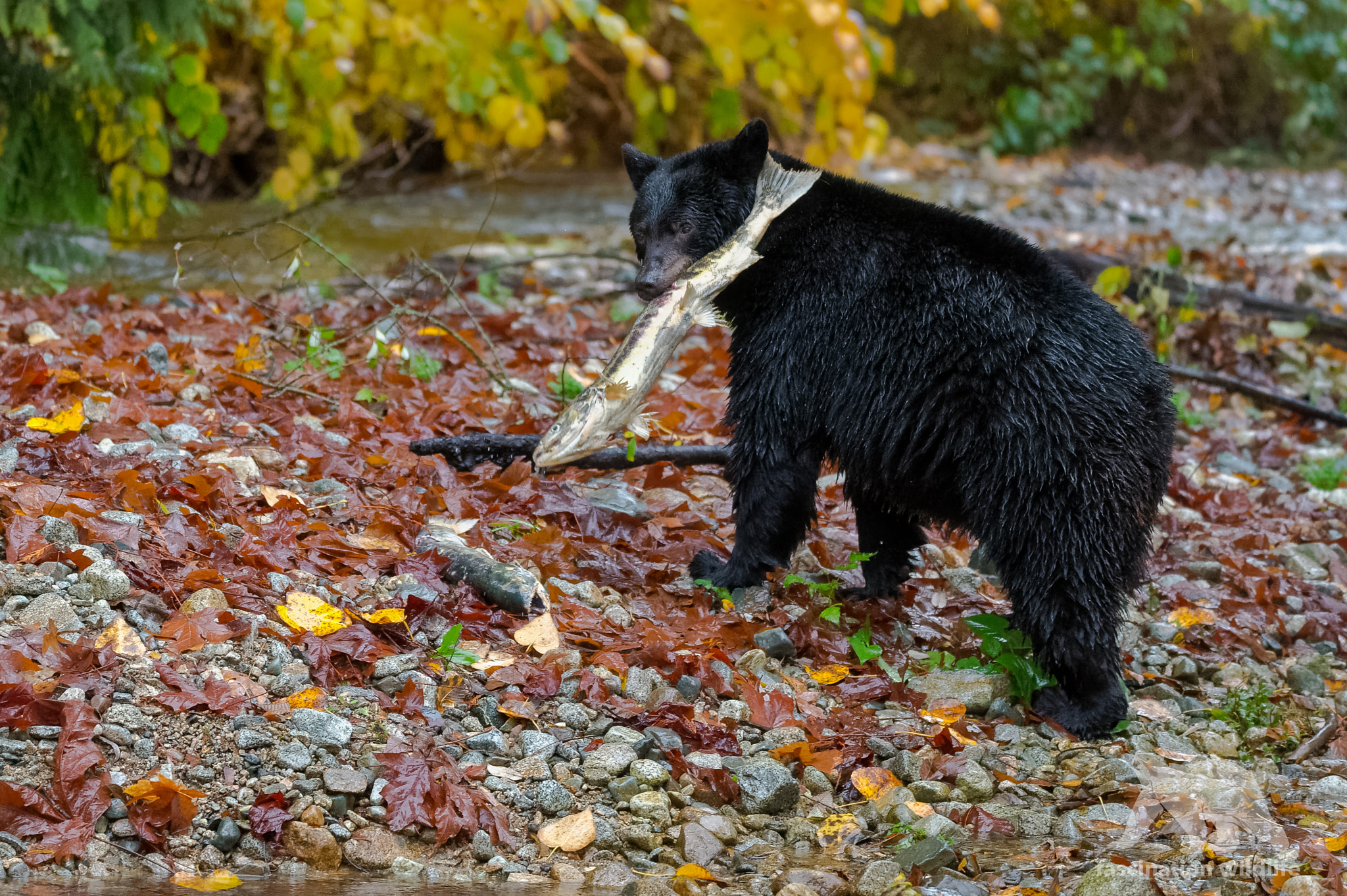 Sigma 150-600mm F5-6.3 DG OS HSM | S sample photo. Black bear with catch photography