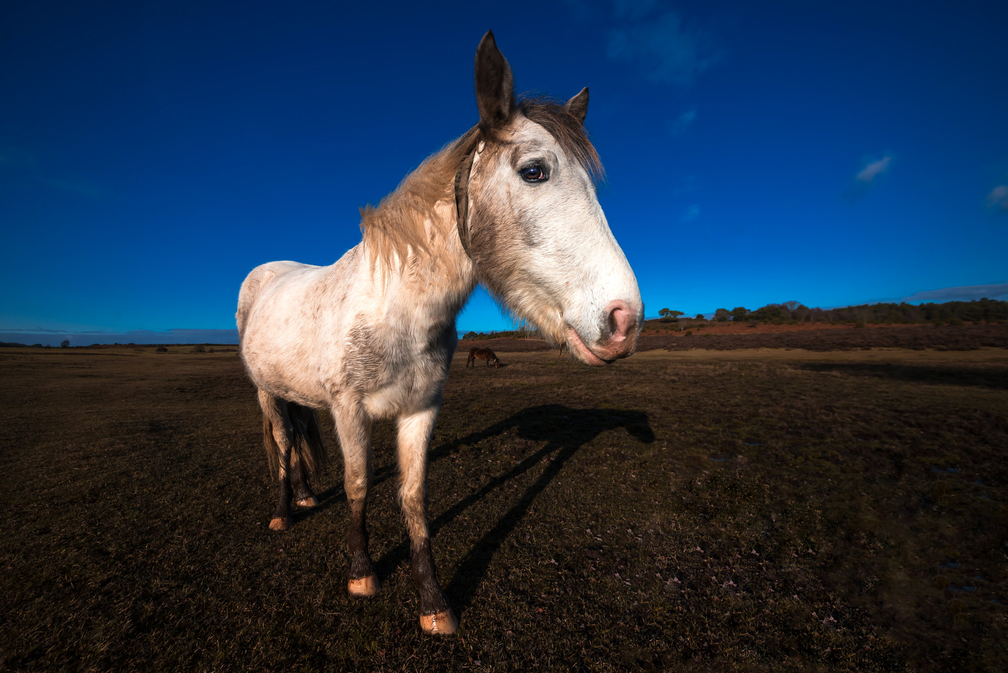 Nikon D600 + Sigma 12-24mm F4.5-5.6 II DG HSM sample photo. Horse photography