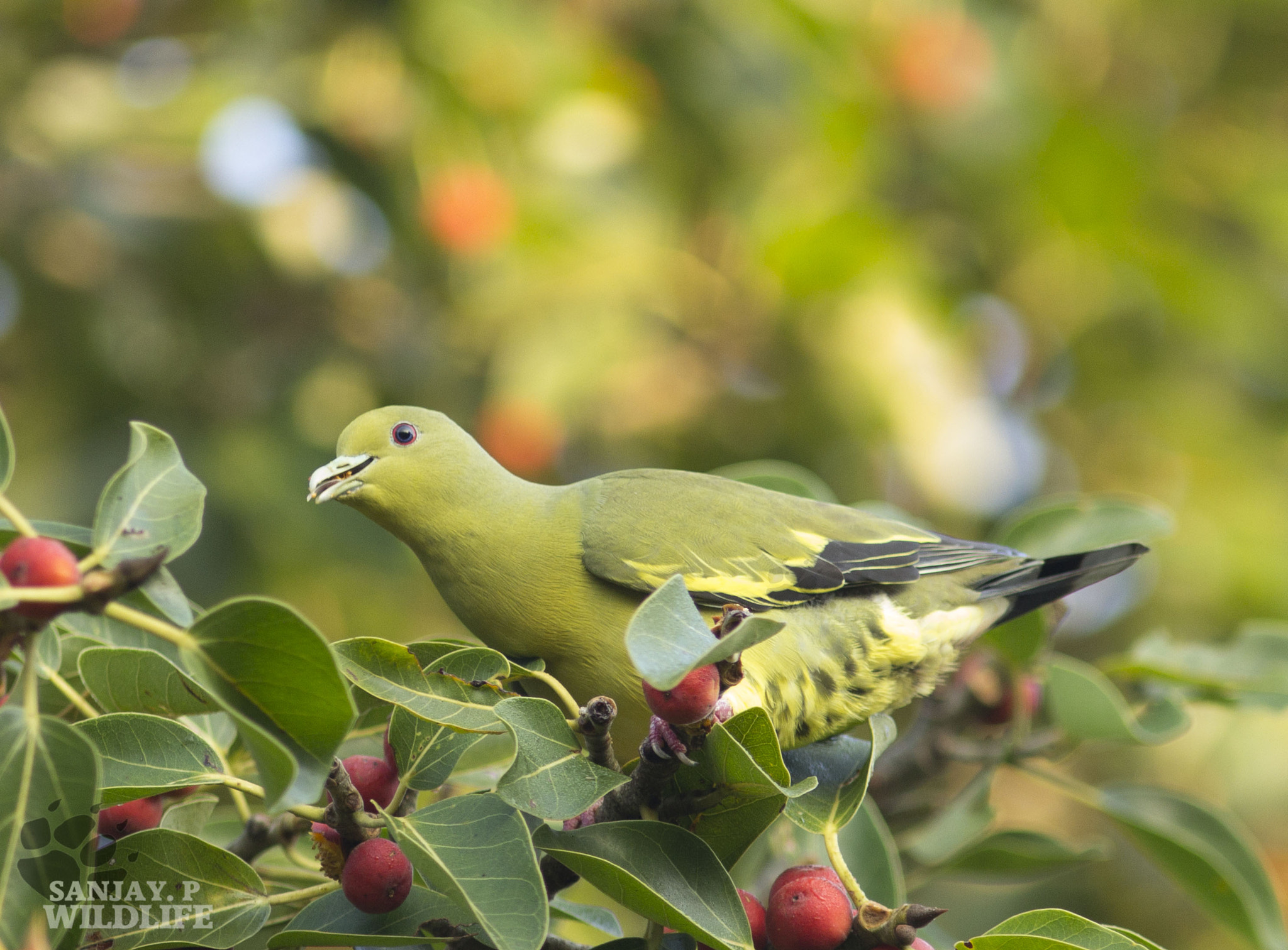 Canon EOS 60D + Canon EF 300mm F4L IS USM sample photo. Orange breasted green pigeon (treron bicinctus) photography