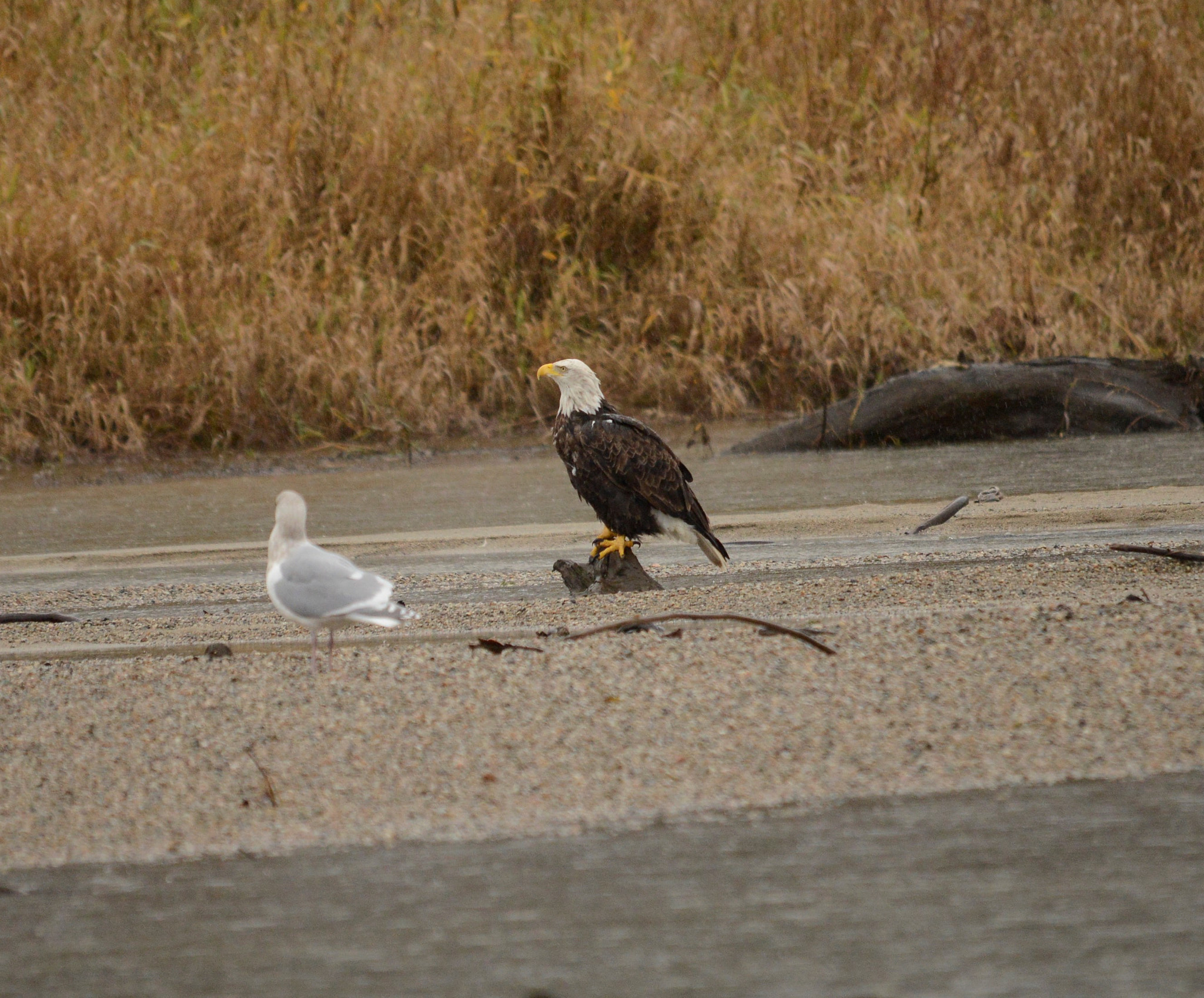 Sigma 120-400mm F4.5-5.6 DG OS HSM sample photo. Resting photography