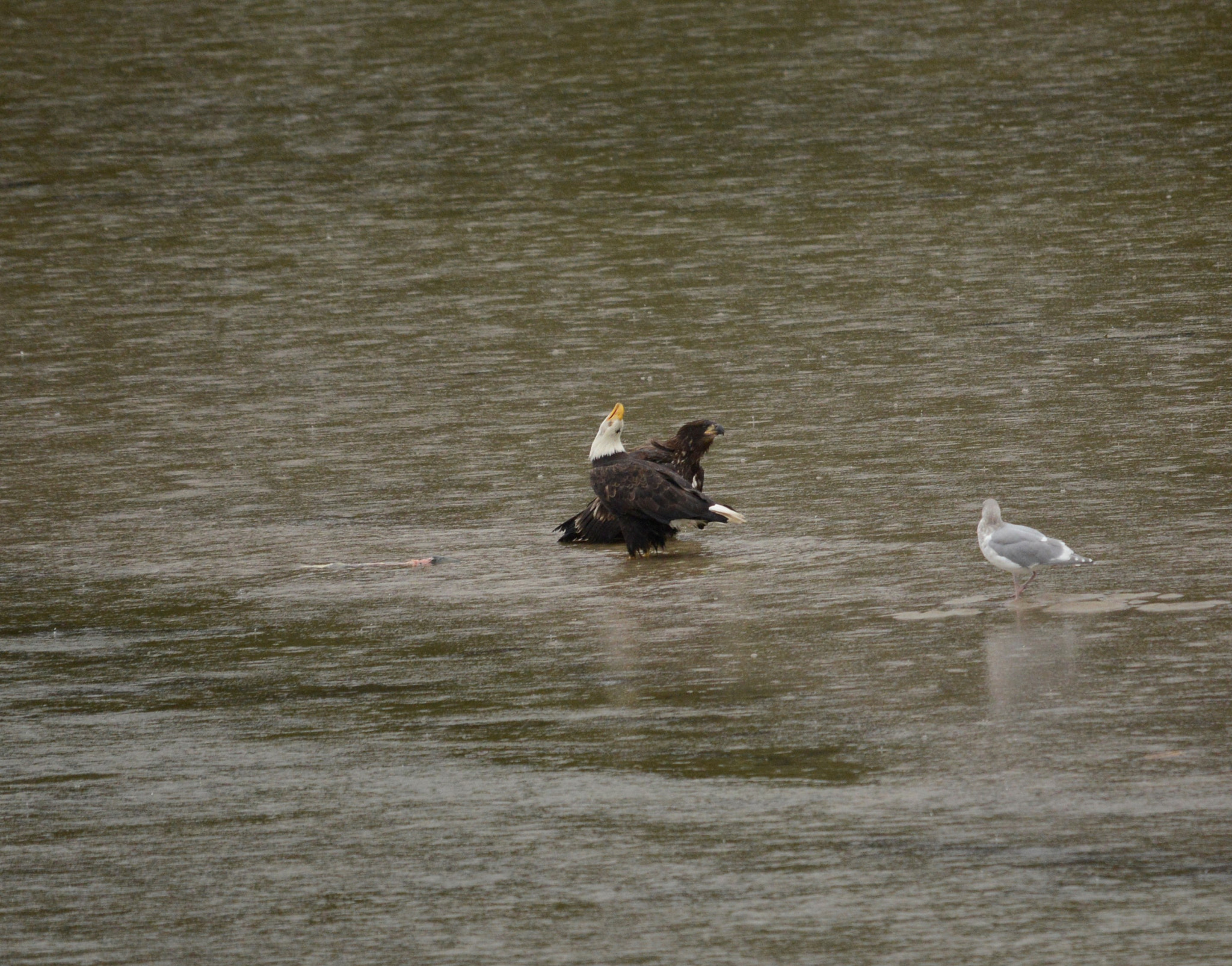 Sigma 120-400mm F4.5-5.6 DG OS HSM sample photo. Piss off photography