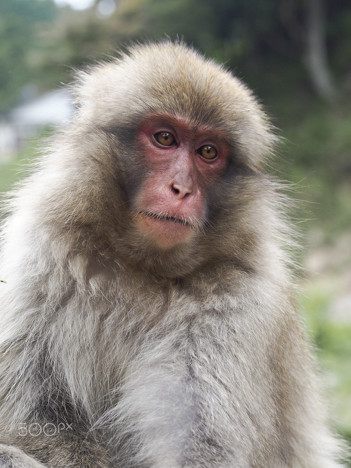 Olympus OM-D E-M5 sample photo. Snow monkey photography