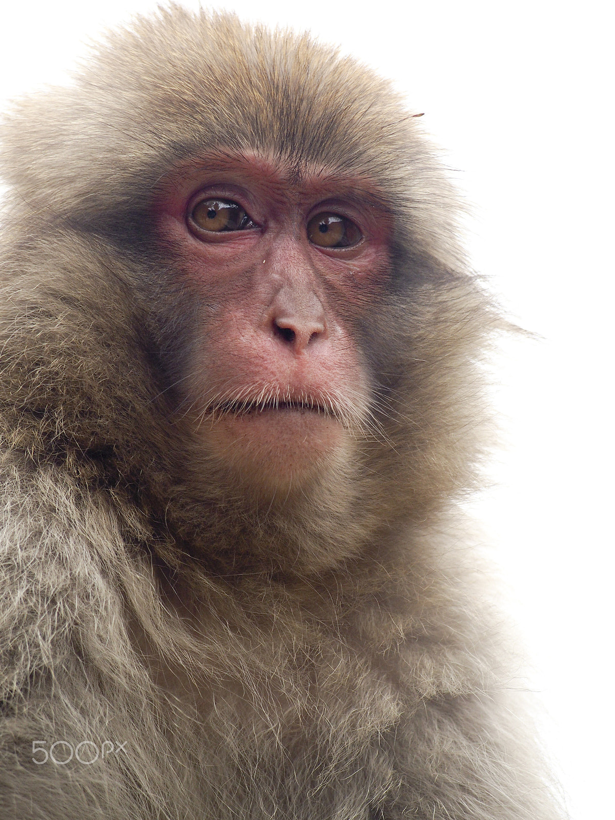 Olympus OM-D E-M5 sample photo. Snow monkey photography
