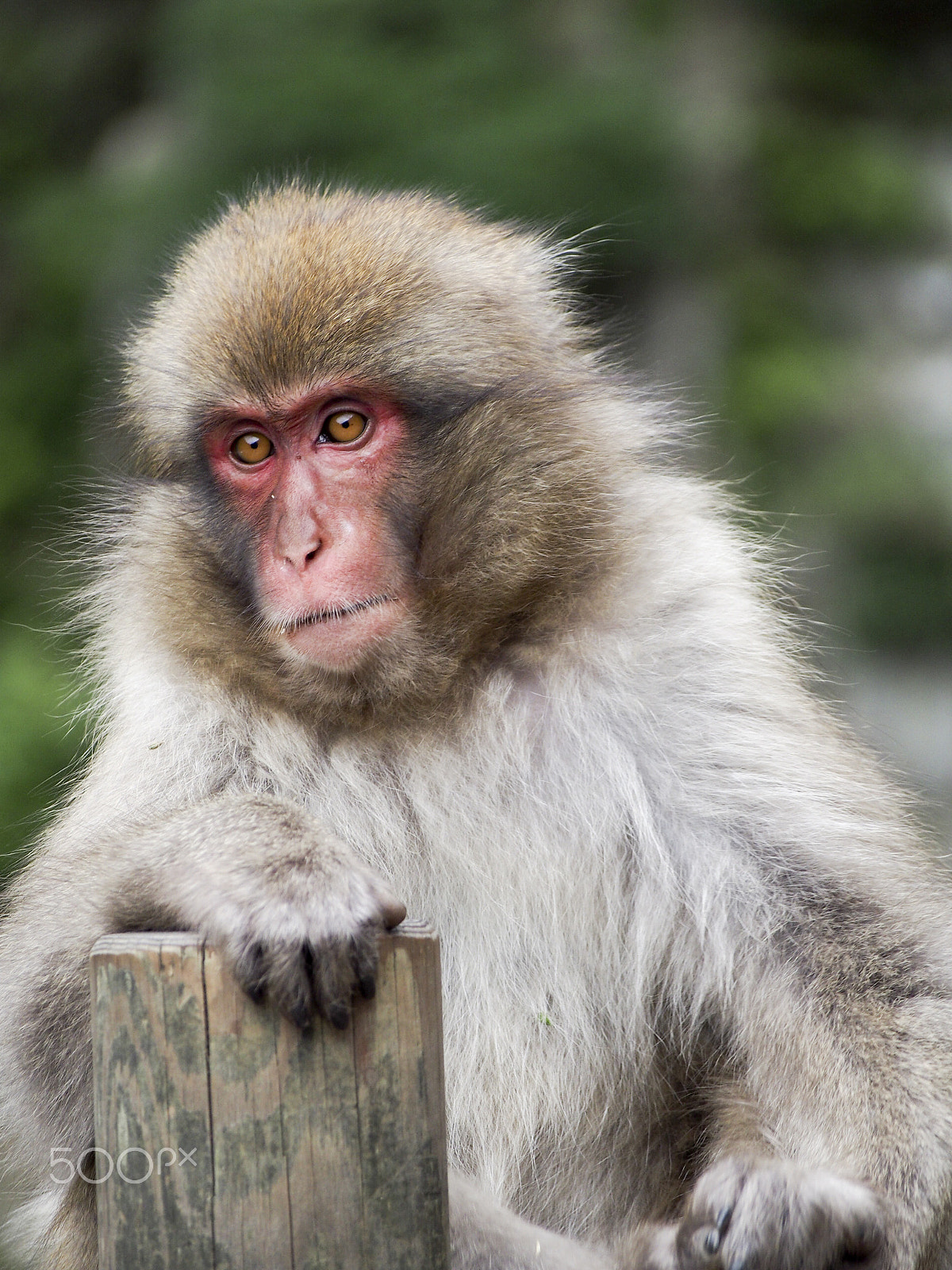 Olympus OM-D E-M5 sample photo. Snow monkey photography